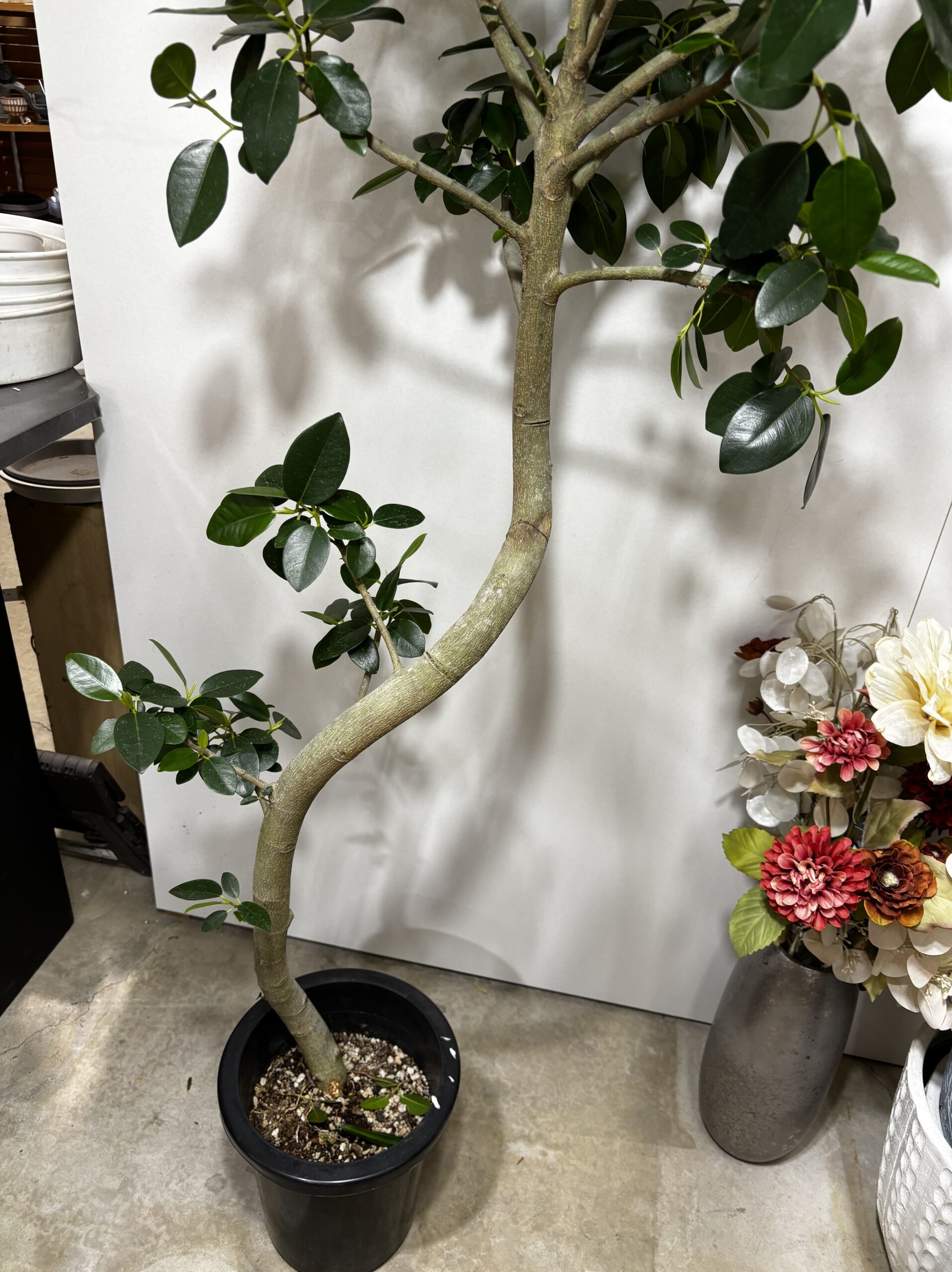 フランスゴム　曲がり - 画像 (4)