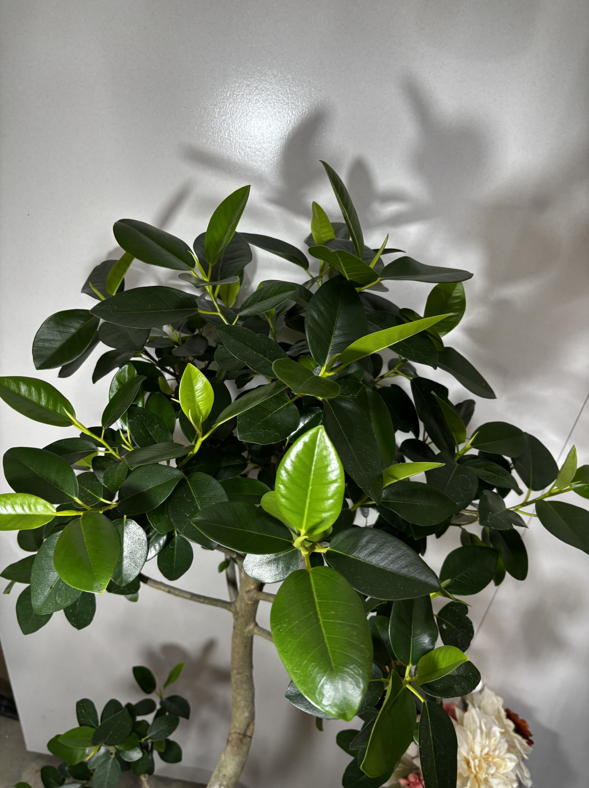 フランスゴム　曲がり - 画像 (5)