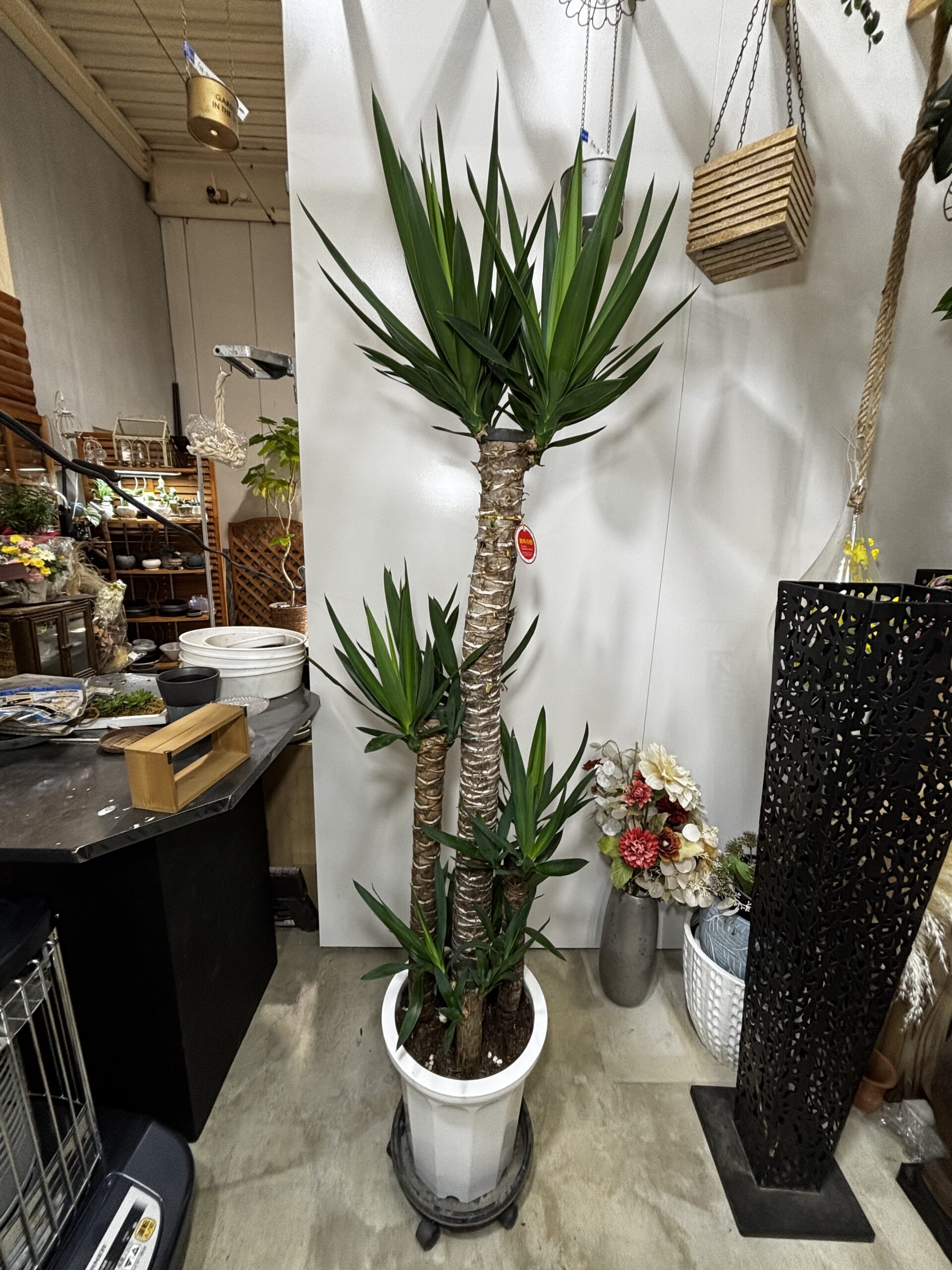 ユッカ　青年の木 - 画像 (9)