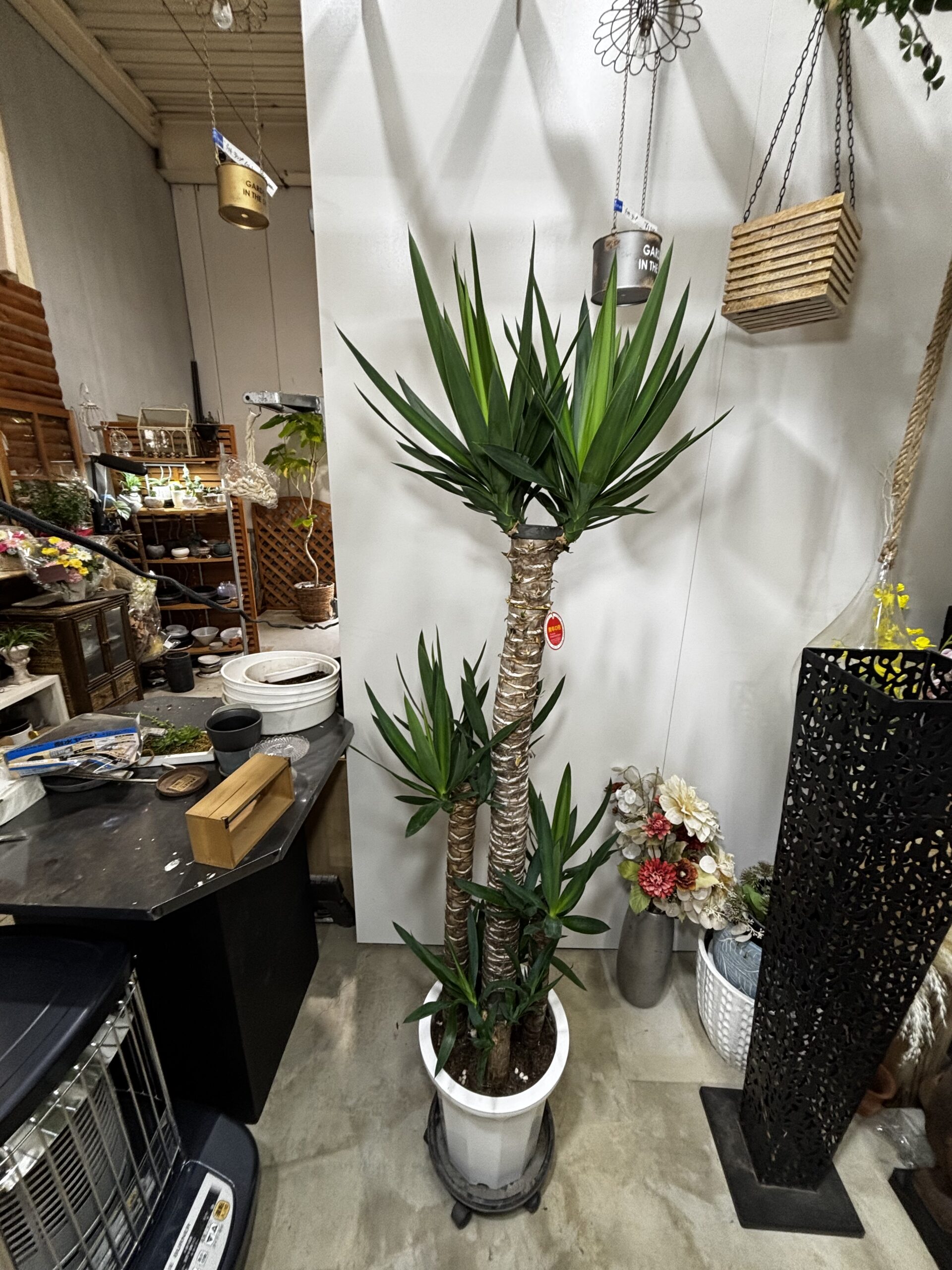 ユッカ　青年の木 - 画像 (10)