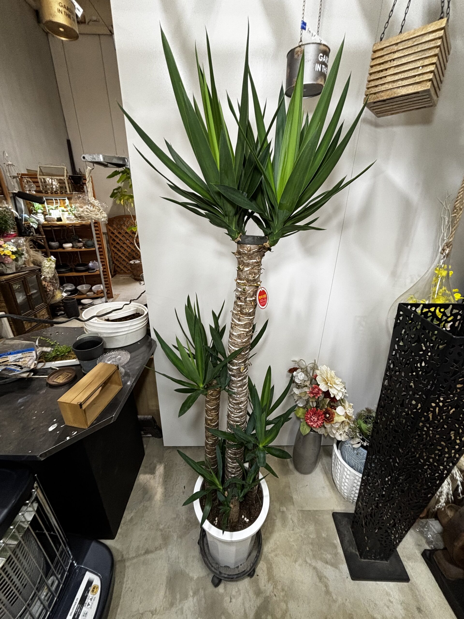 ユッカ　青年の木 - 画像 (11)