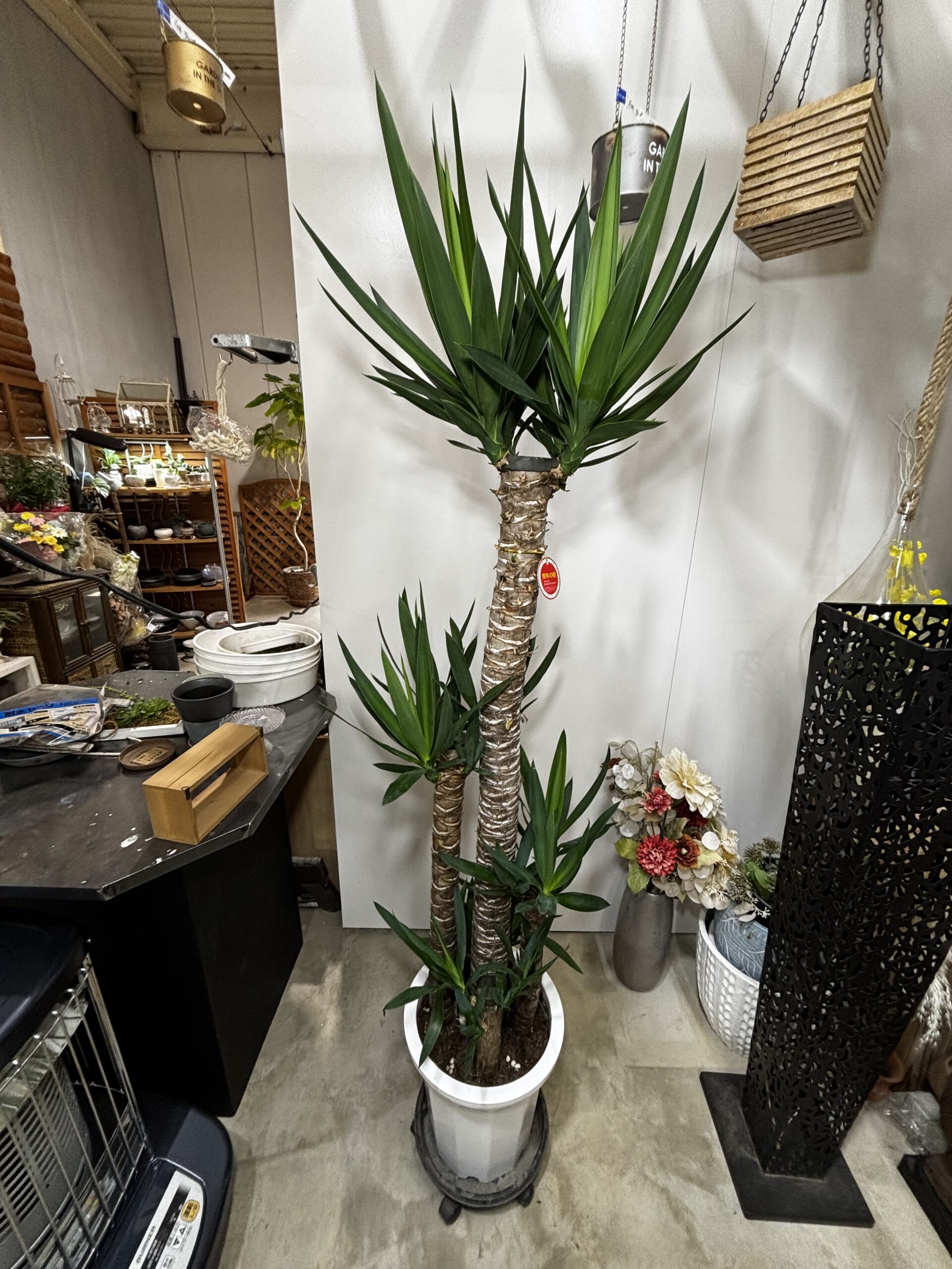 ユッカ　青年の木 - 画像 (12)