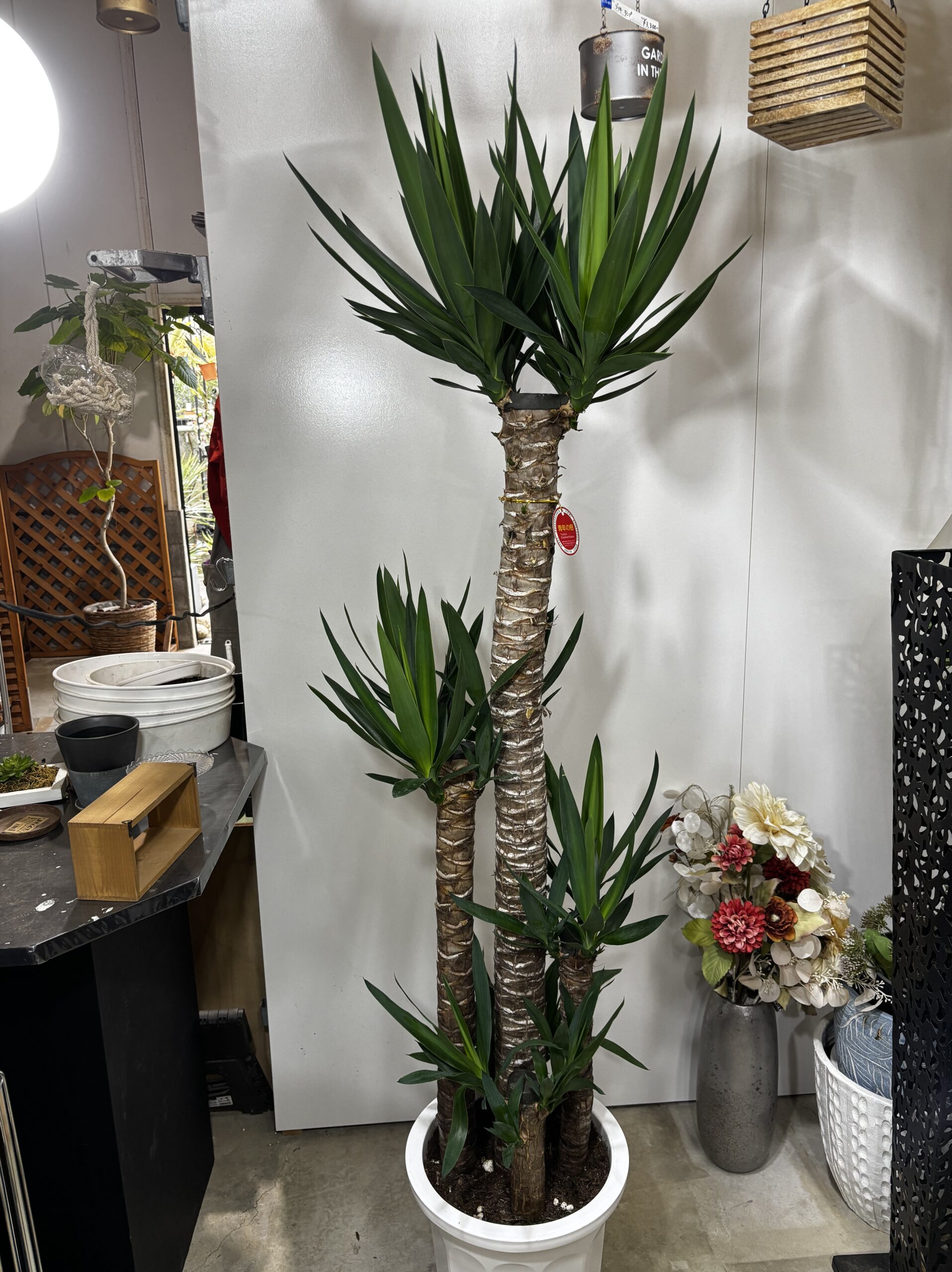 ユッカ　青年の木 - 画像 (13)