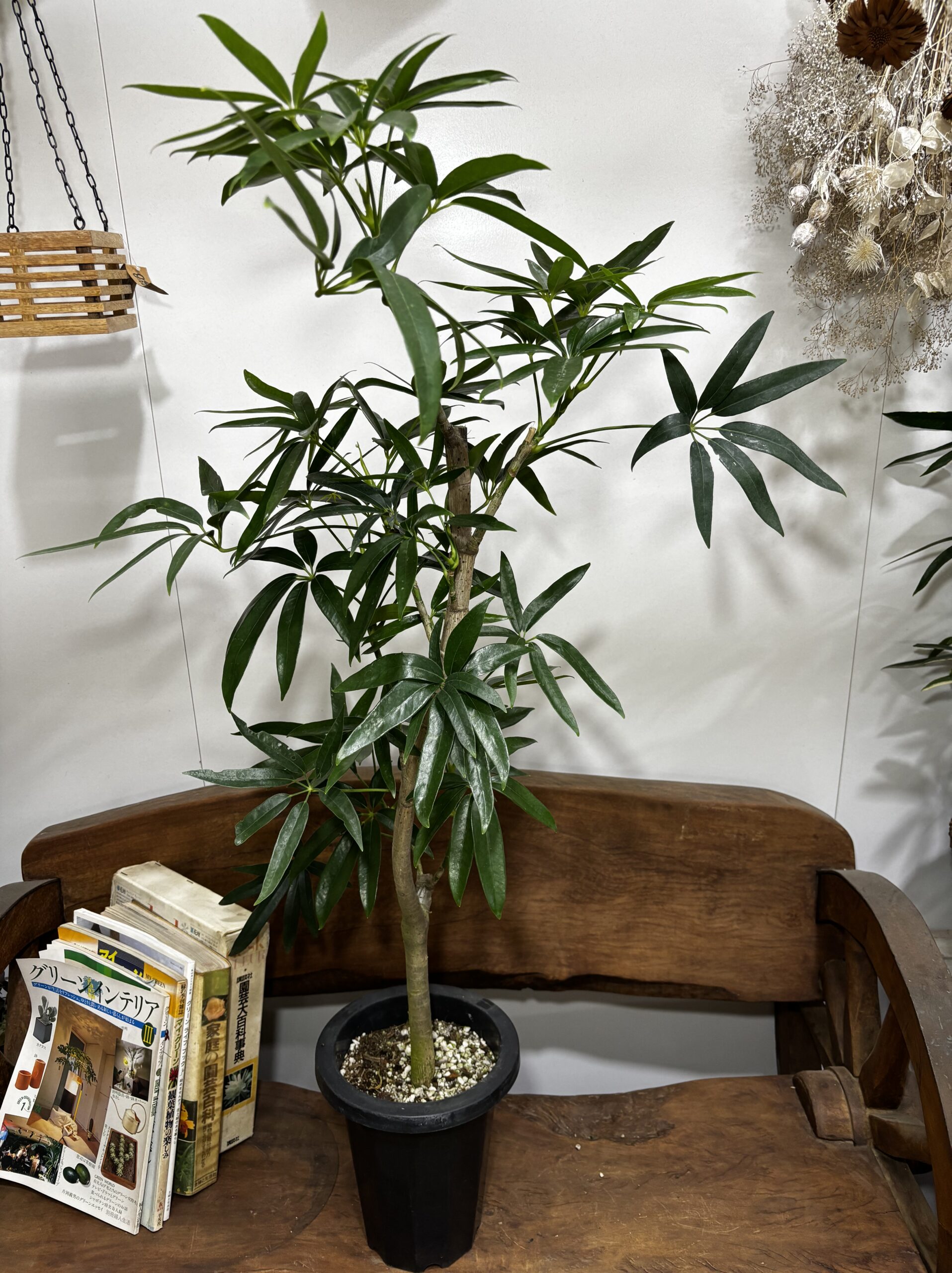 アンガスティンフォリア・シェフレラ - 画像 (5)