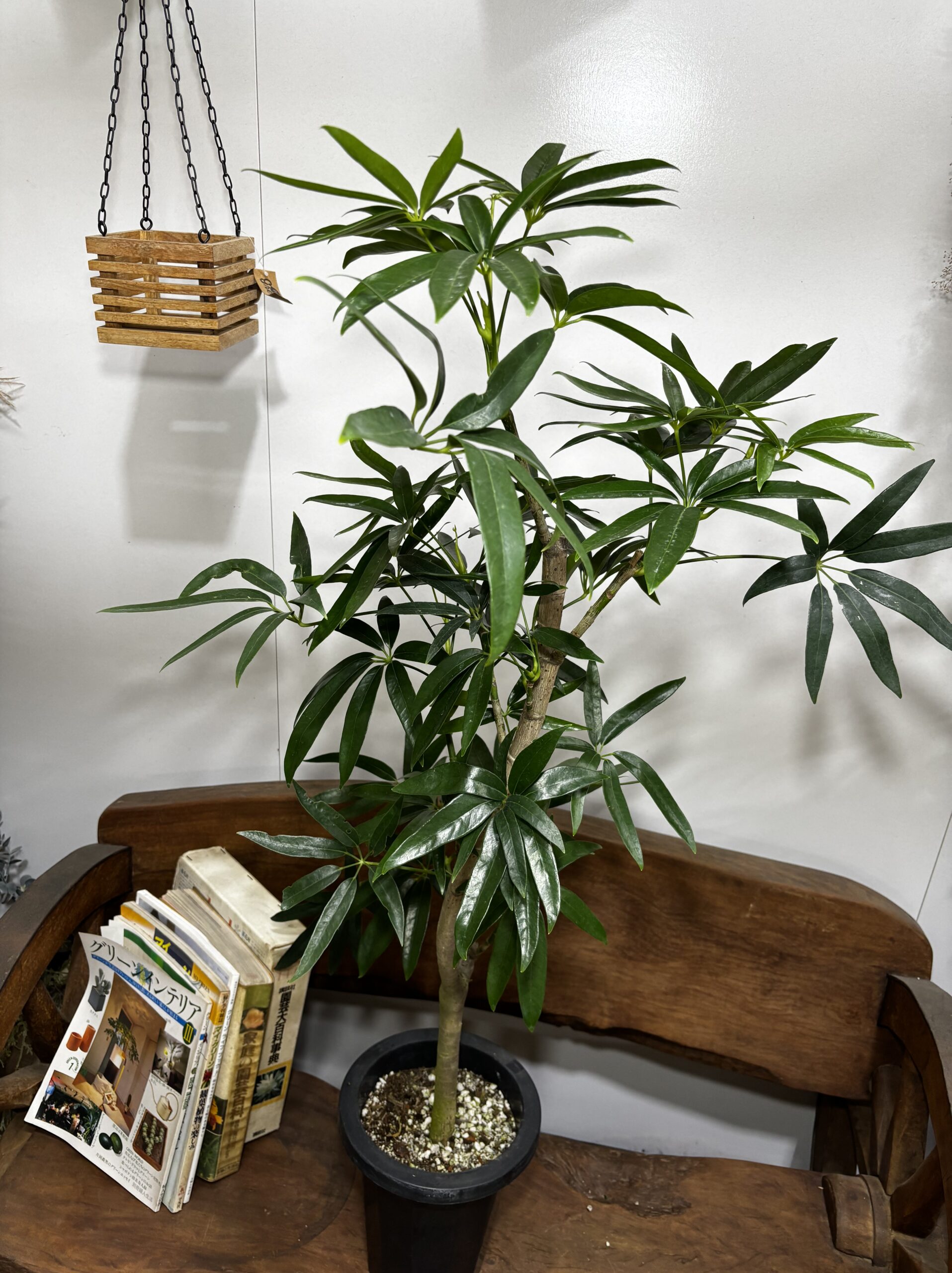 アンガスティンフォリア・シェフレラ - 画像 (6)