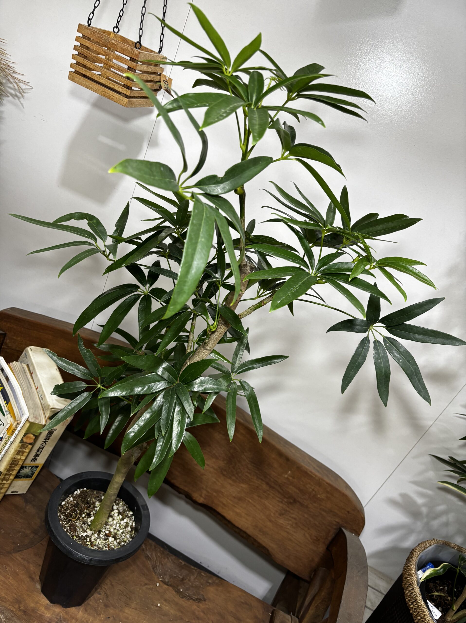 アンガスティンフォリア・シェフレラ - 画像 (7)