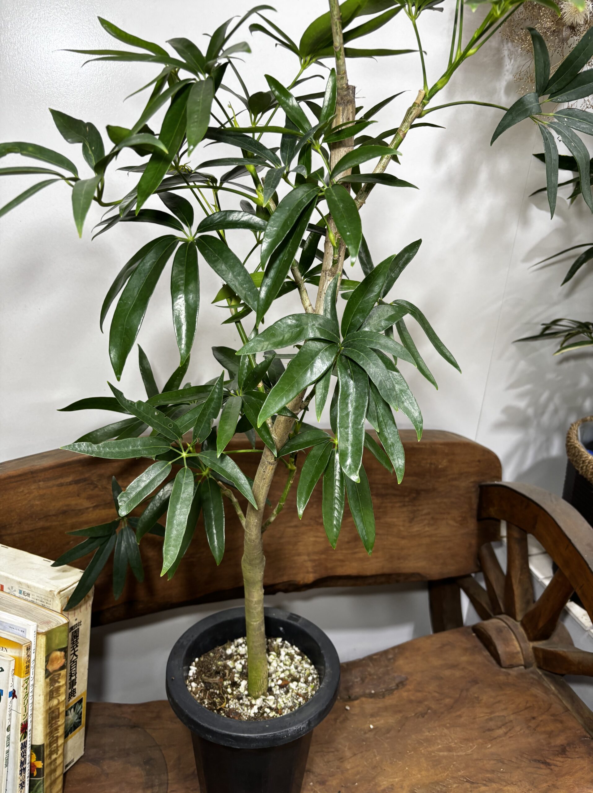 アンガスティンフォリア・シェフレラ - 画像 (8)