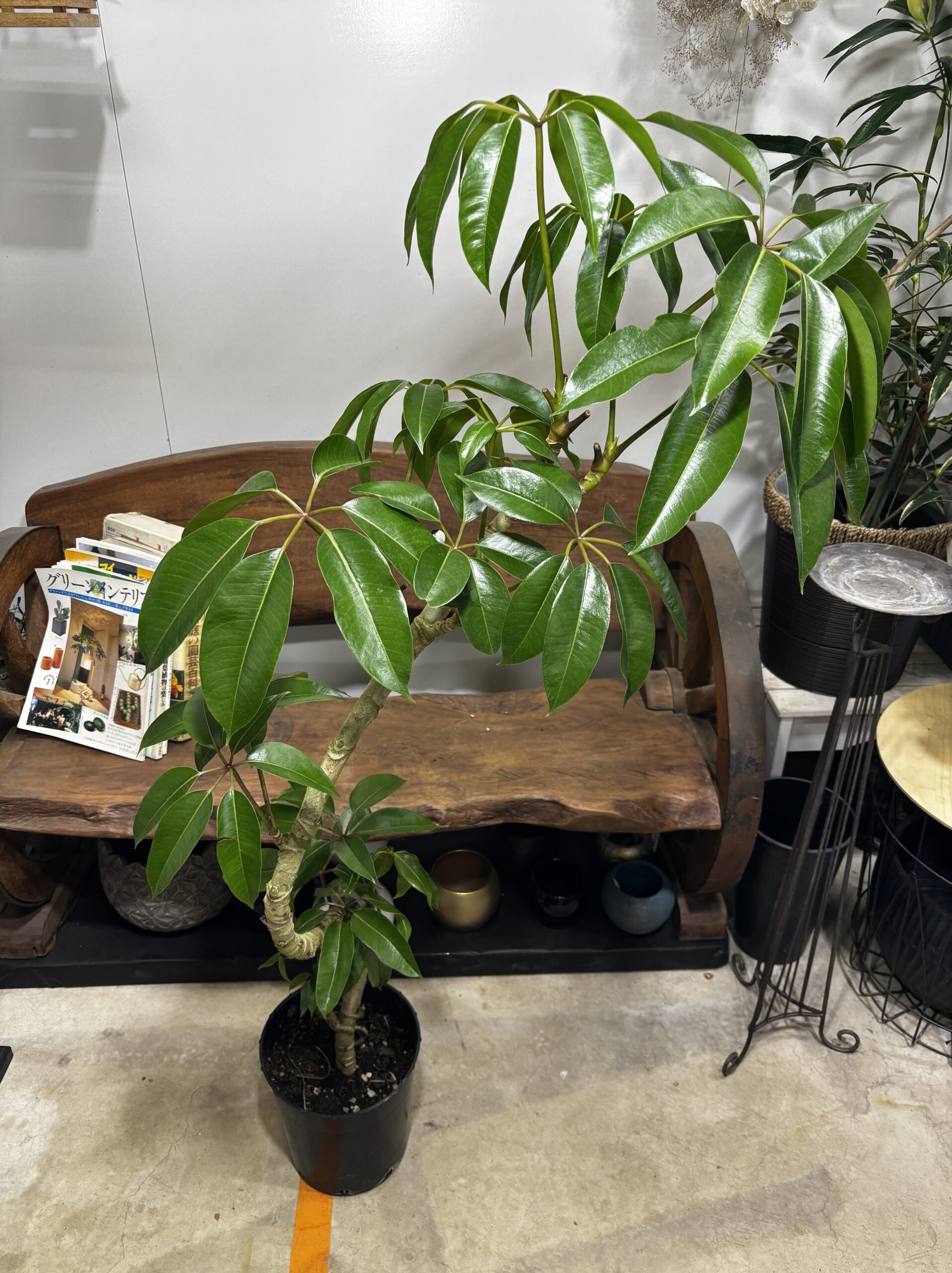 チュピタンサス　曲がり - 画像 (9)