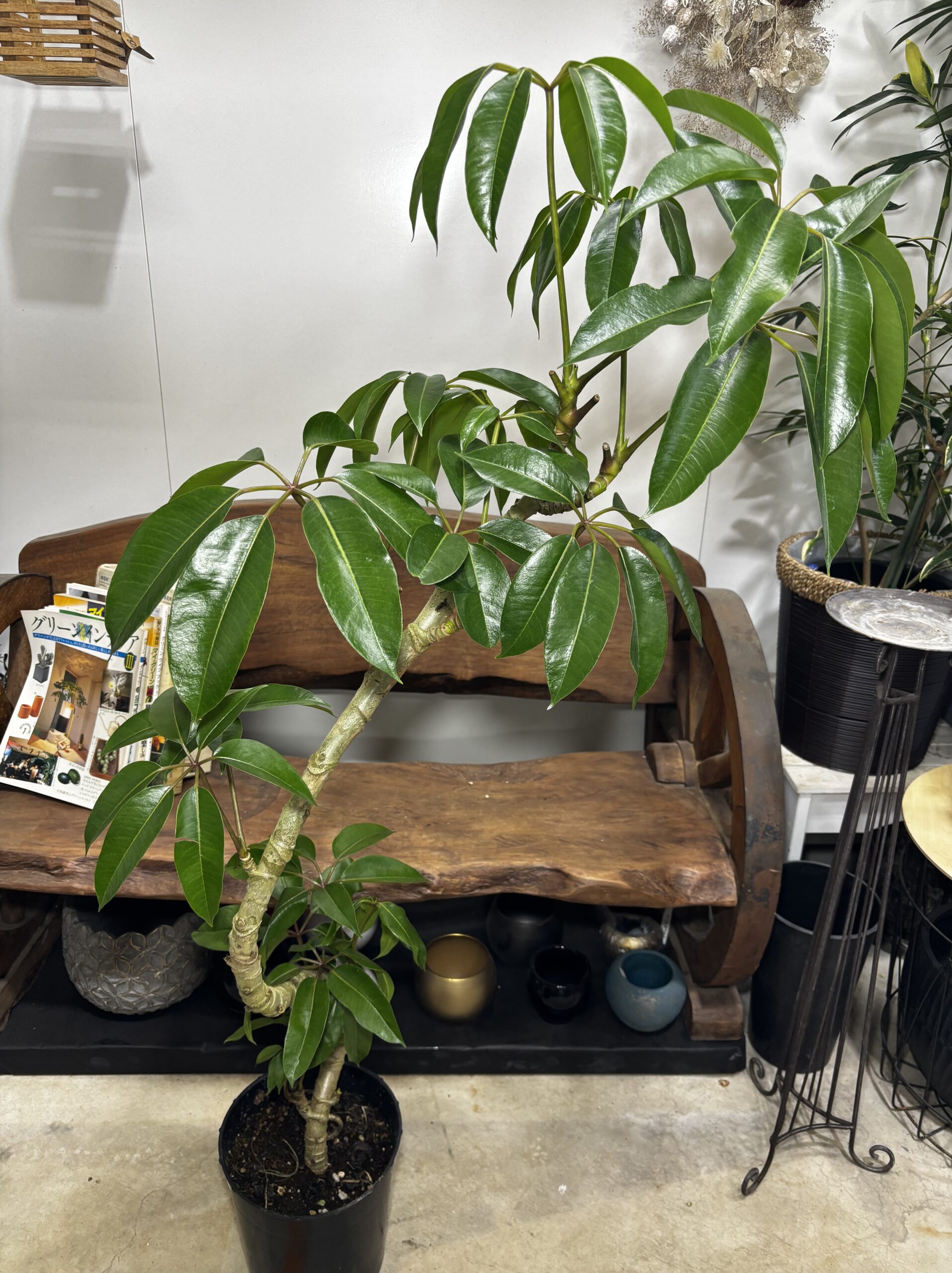 チュピタンサス　曲がり - 画像 (10)