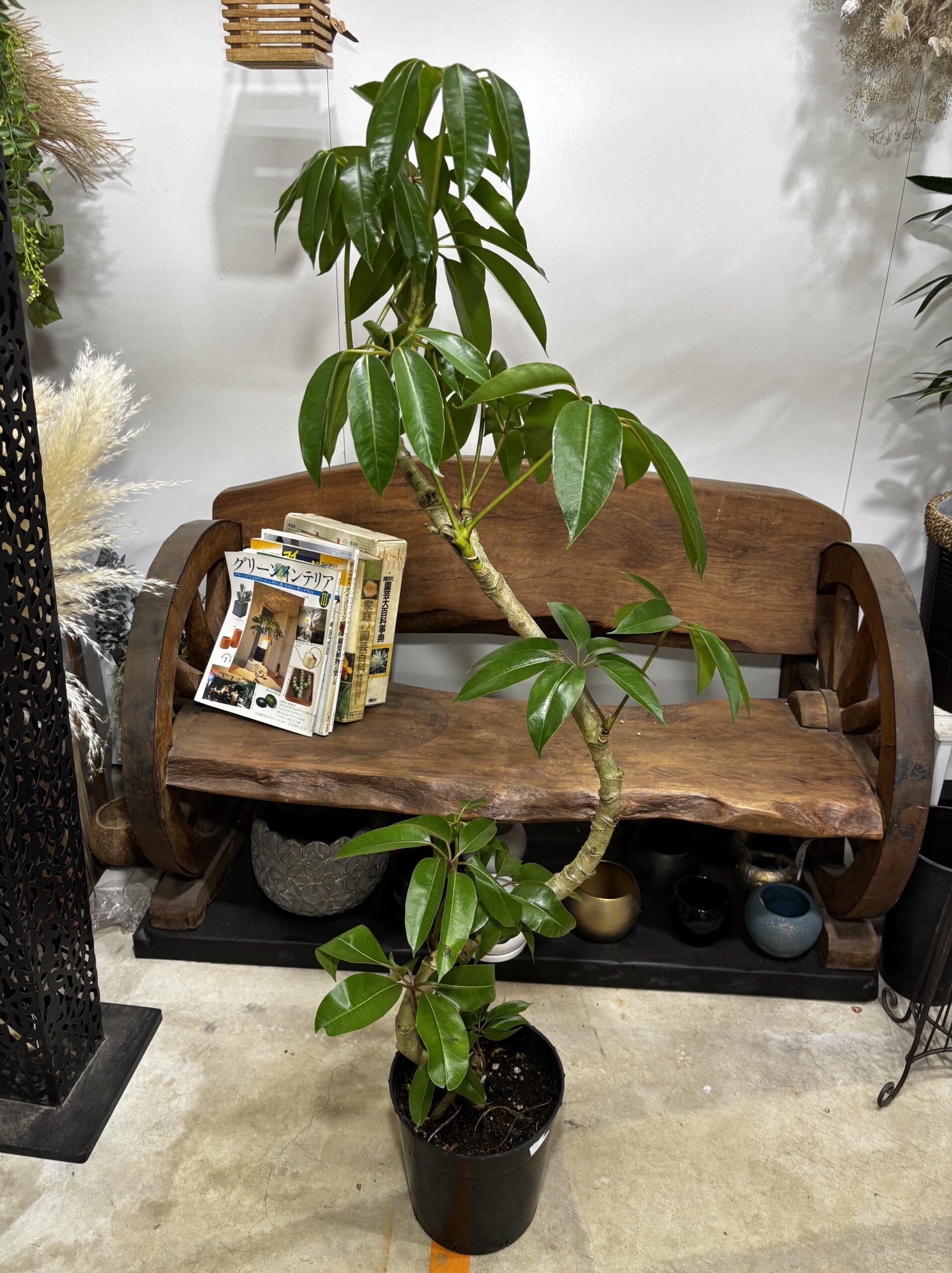 チュピタンサス　曲がり - 画像 (11)