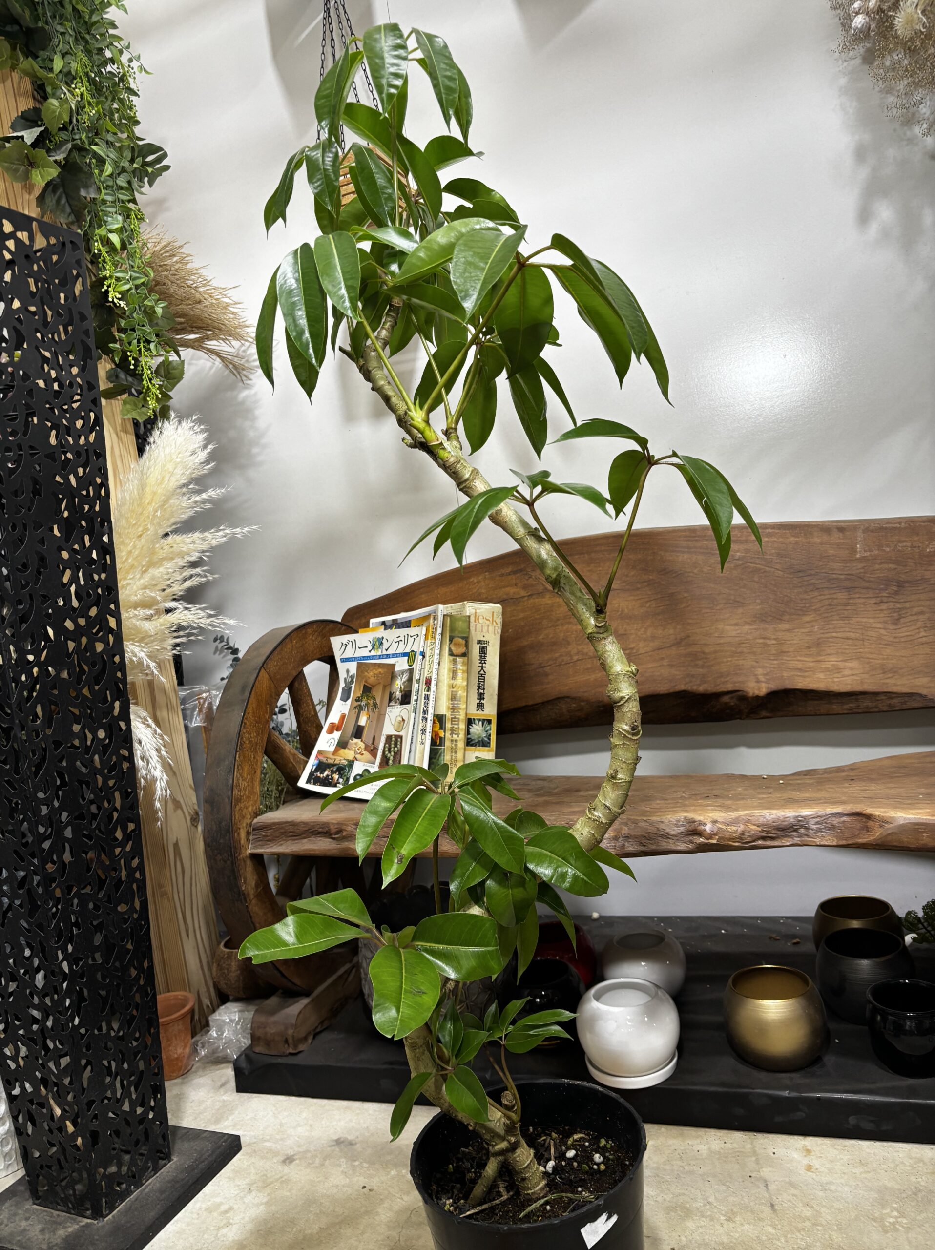 チュピタンサス　曲がり - 画像 (12)