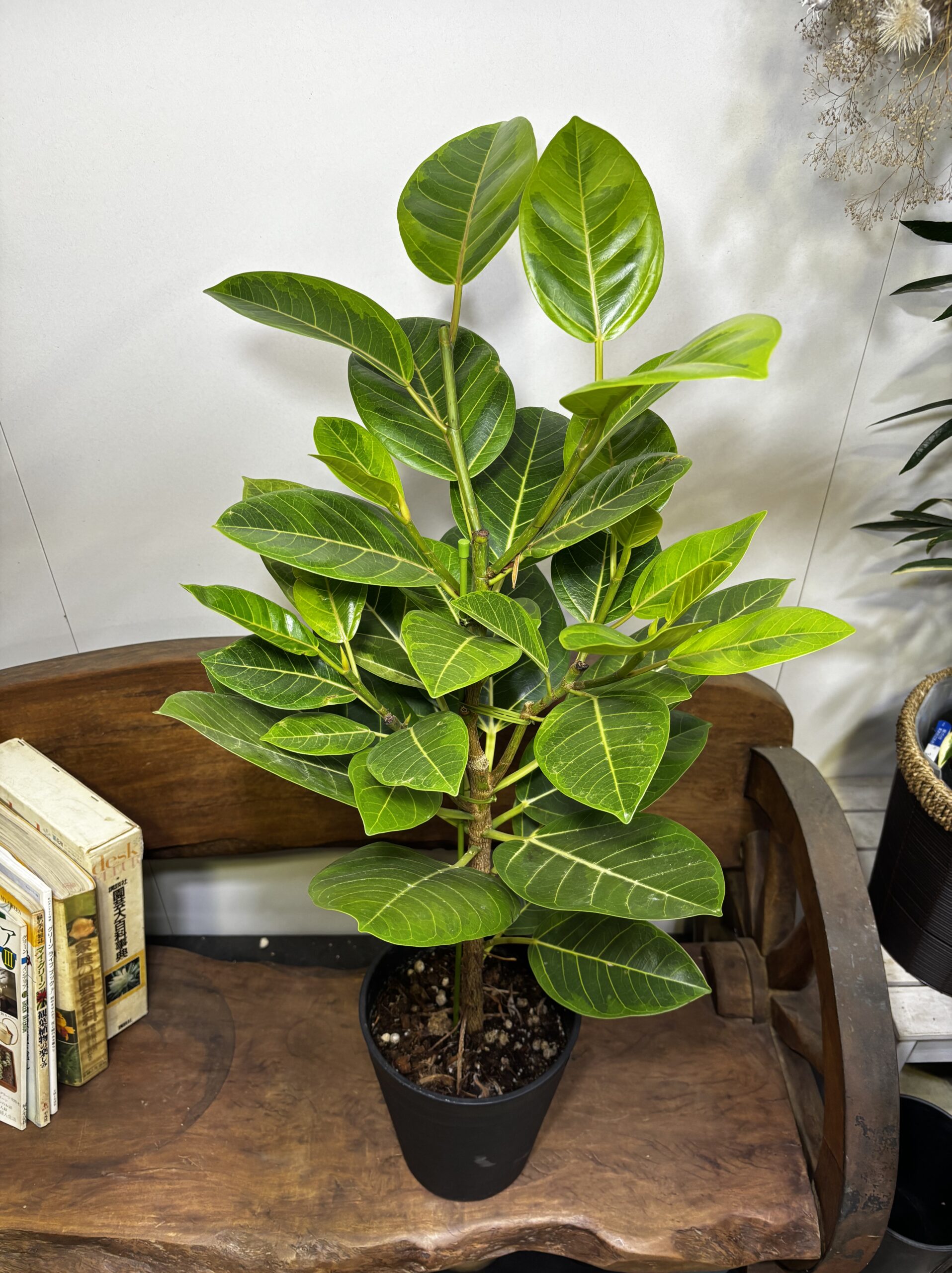 フィカス・バーガンディ/アルテシーマ7号 - 画像 (7)