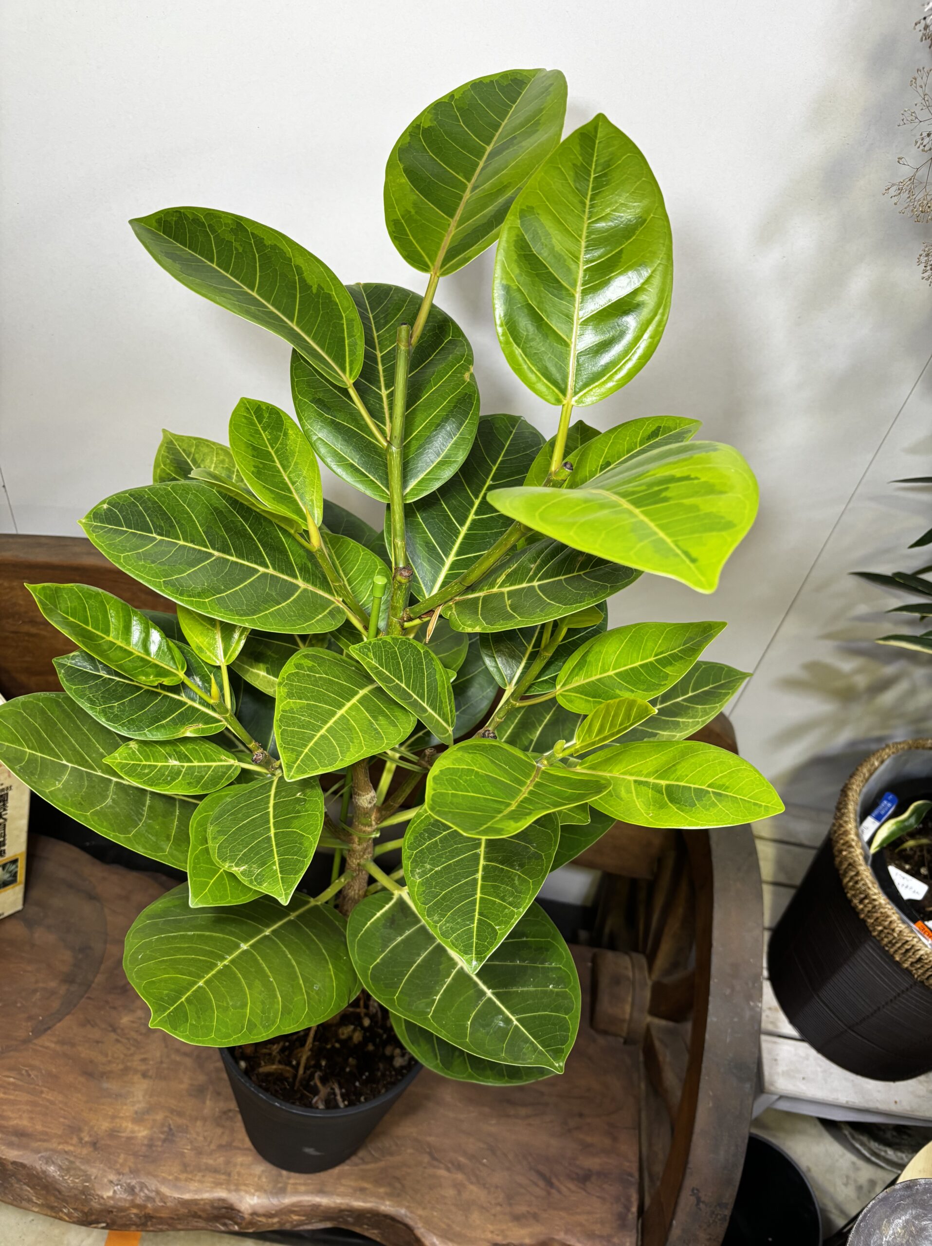 フィカス・バーガンディ/アルテシーマ7号 - 画像 (8)