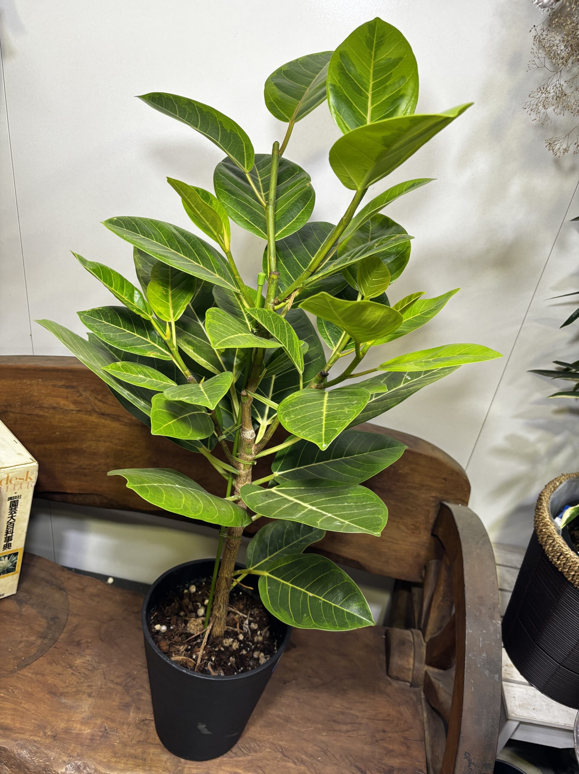 フィカス・バーガンディ/アルテシーマ7号 - 画像 (9)