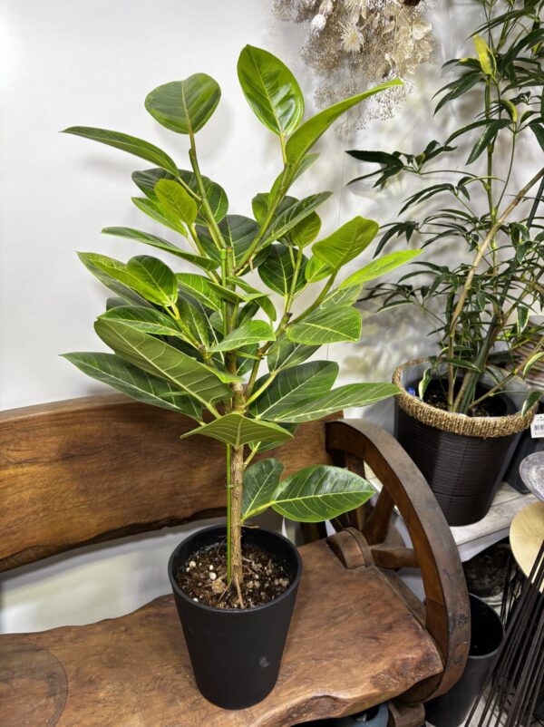 フィカス・バーガンディ/アルテシーマ7号 | Plants Shop Big Smile 通販