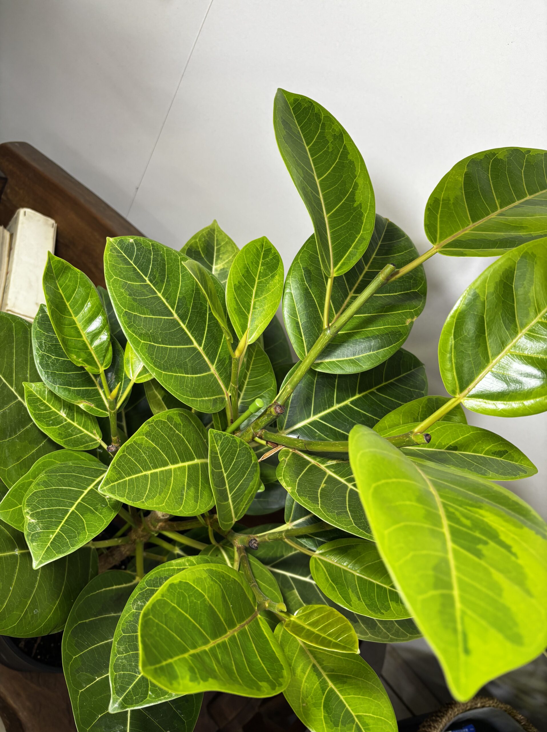 フィカス・バーガンディ/アルテシーマ7号 - 画像 (11)