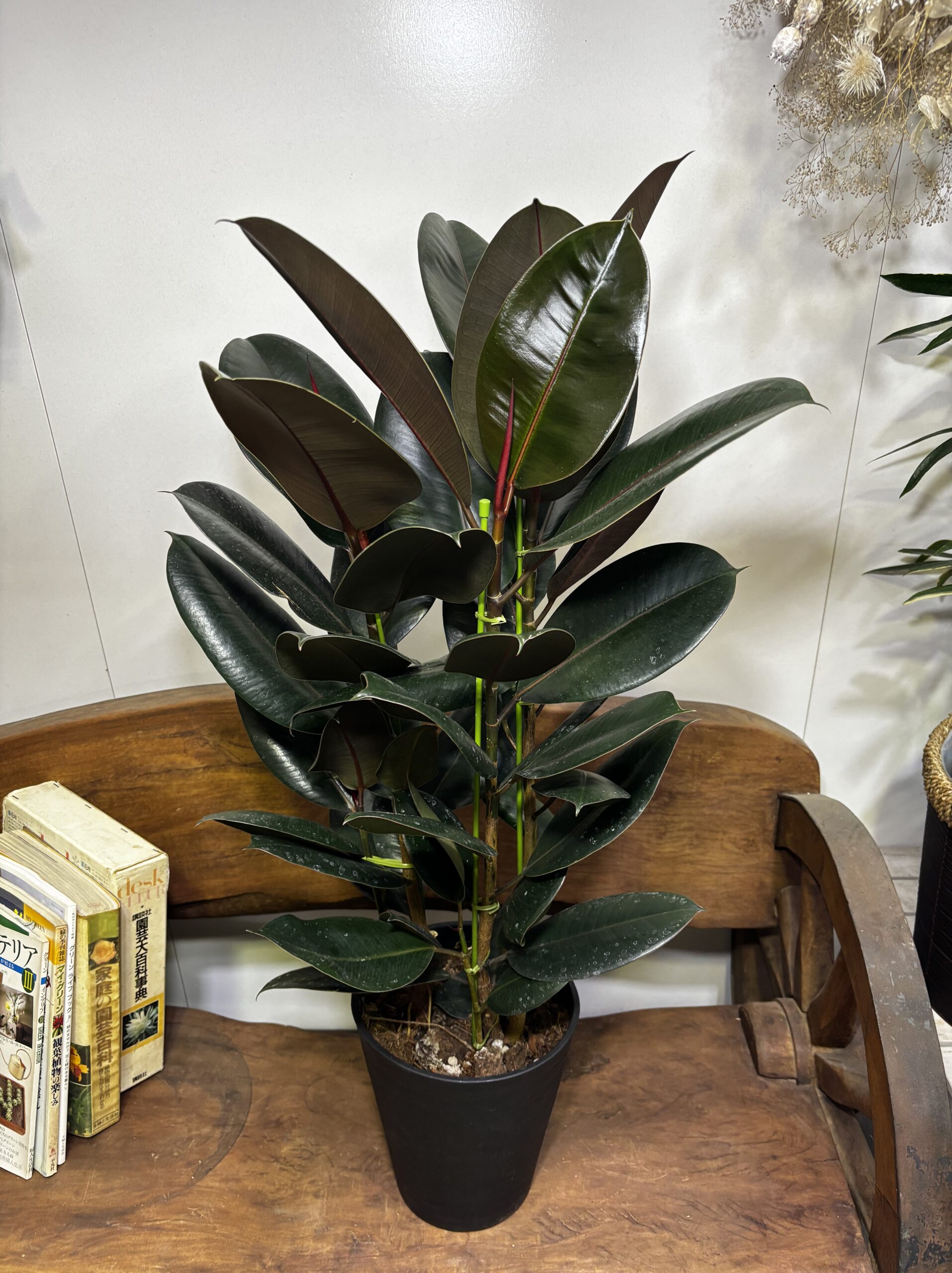 フィカス・バーガンディ/アルテシーマ7号