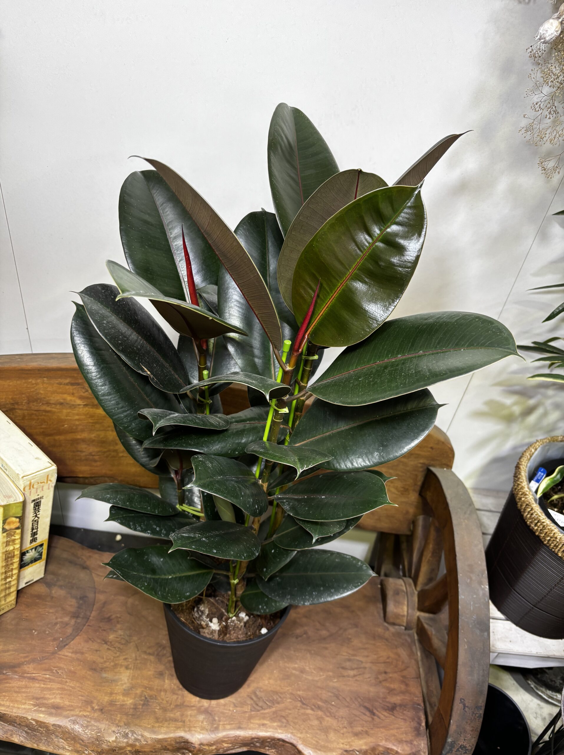 フィカス・バーガンディ/アルテシーマ7号 - 画像 (2)