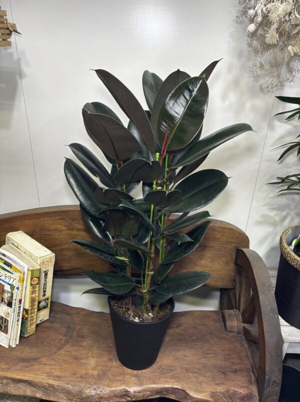 フィカス・バーガンディ/アルテシーマ7号 | Plants Shop Big Smile 通販