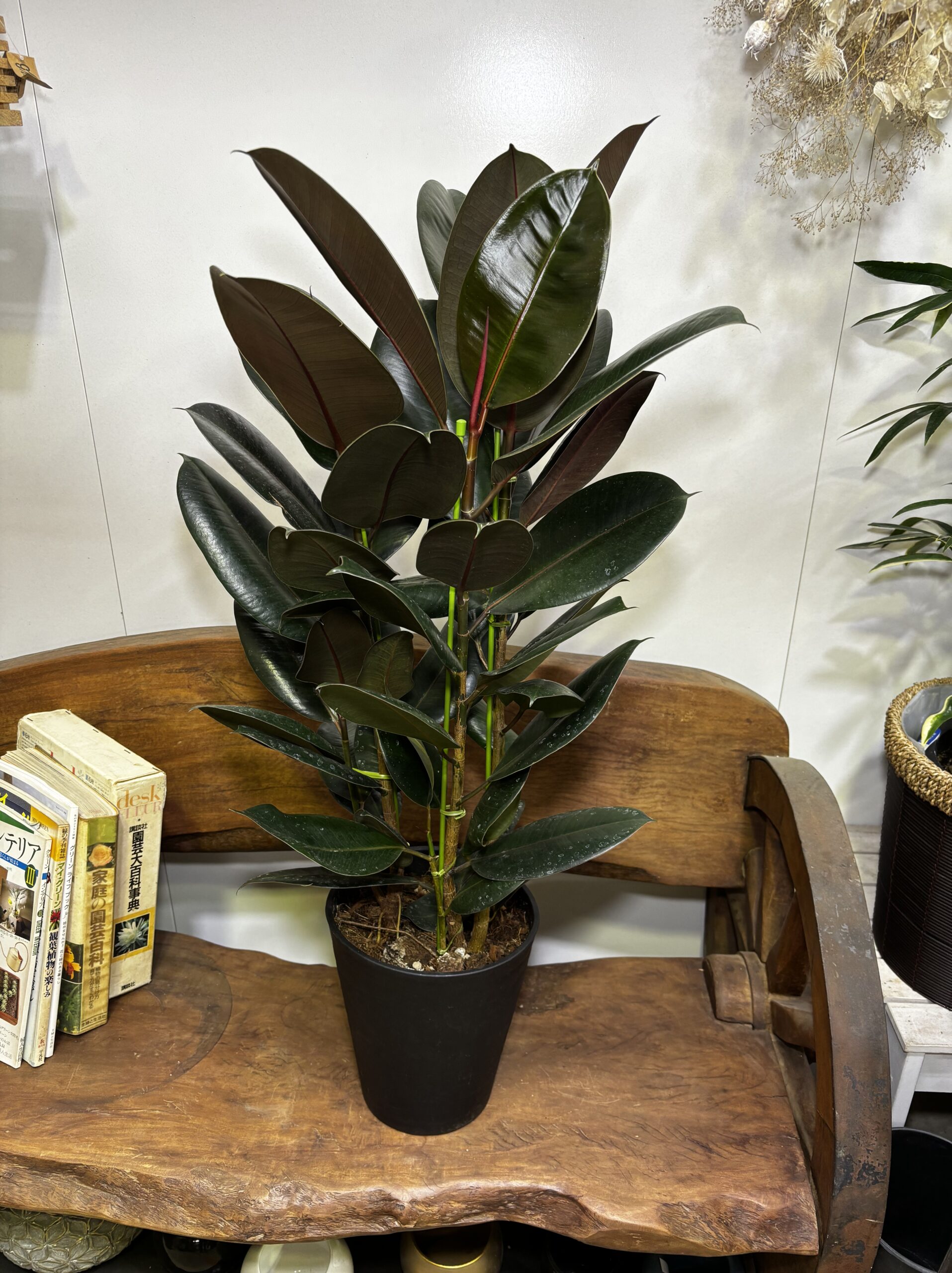 フィカス・バーガンディ/アルテシーマ7号 - 画像 (5)