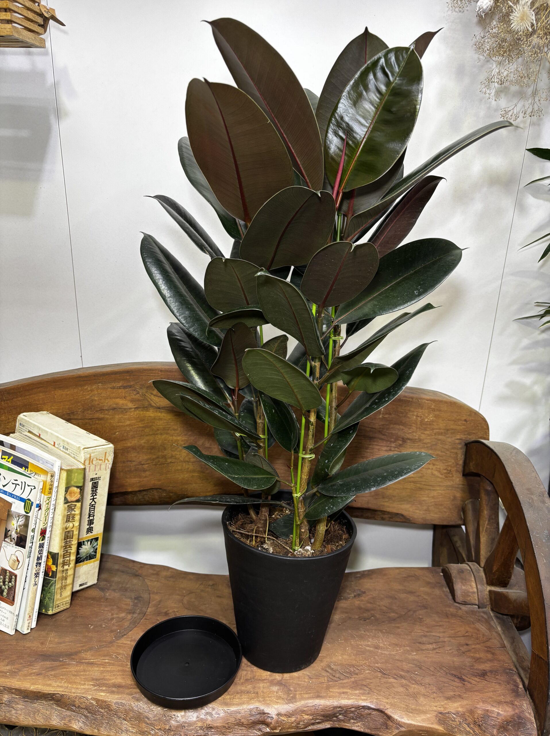 フィカス・バーガンディ/アルテシーマ7号 - 画像 (6)