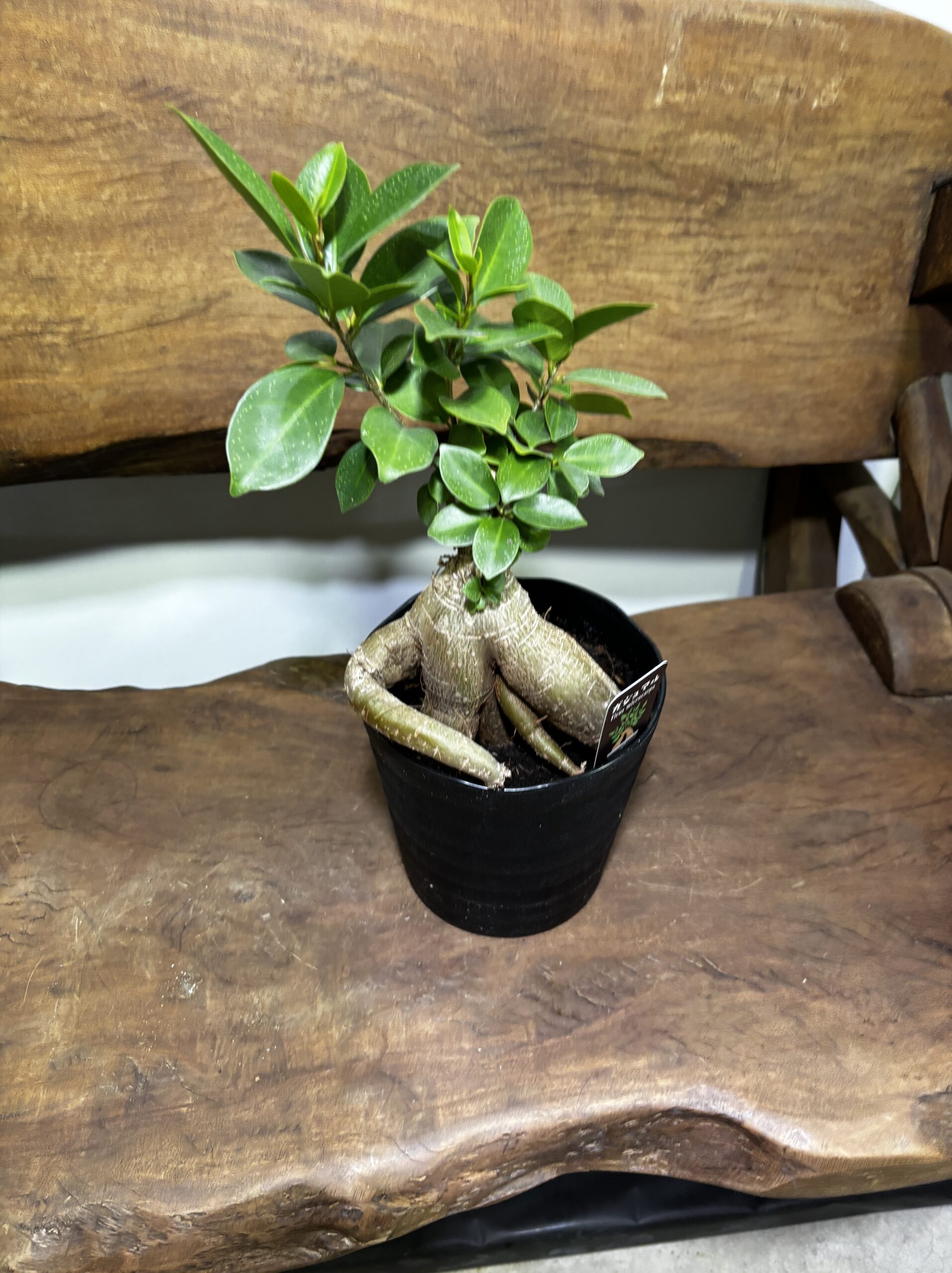 ガジュマル - 画像 (2)