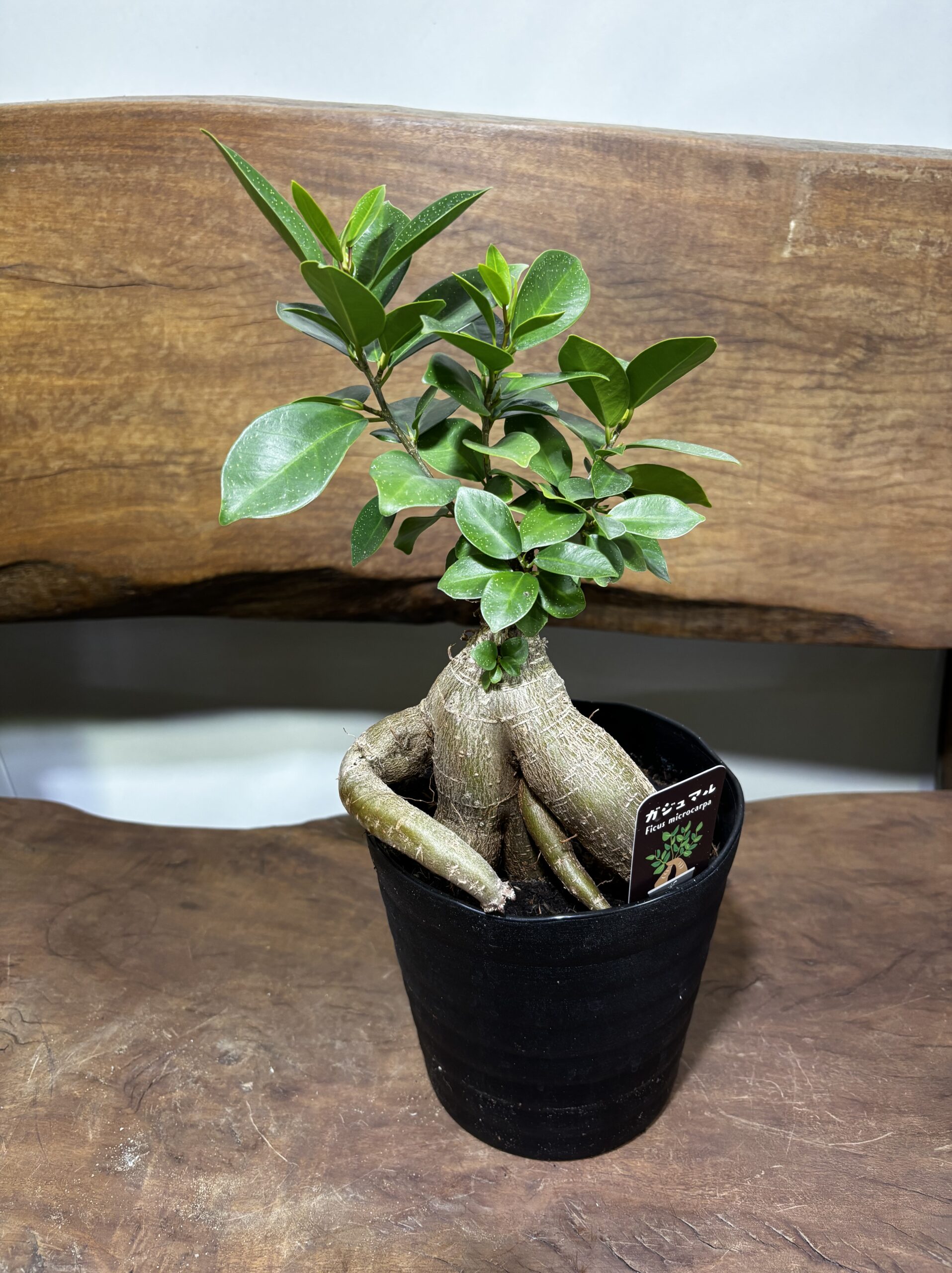 ガジュマル - 画像 (3)