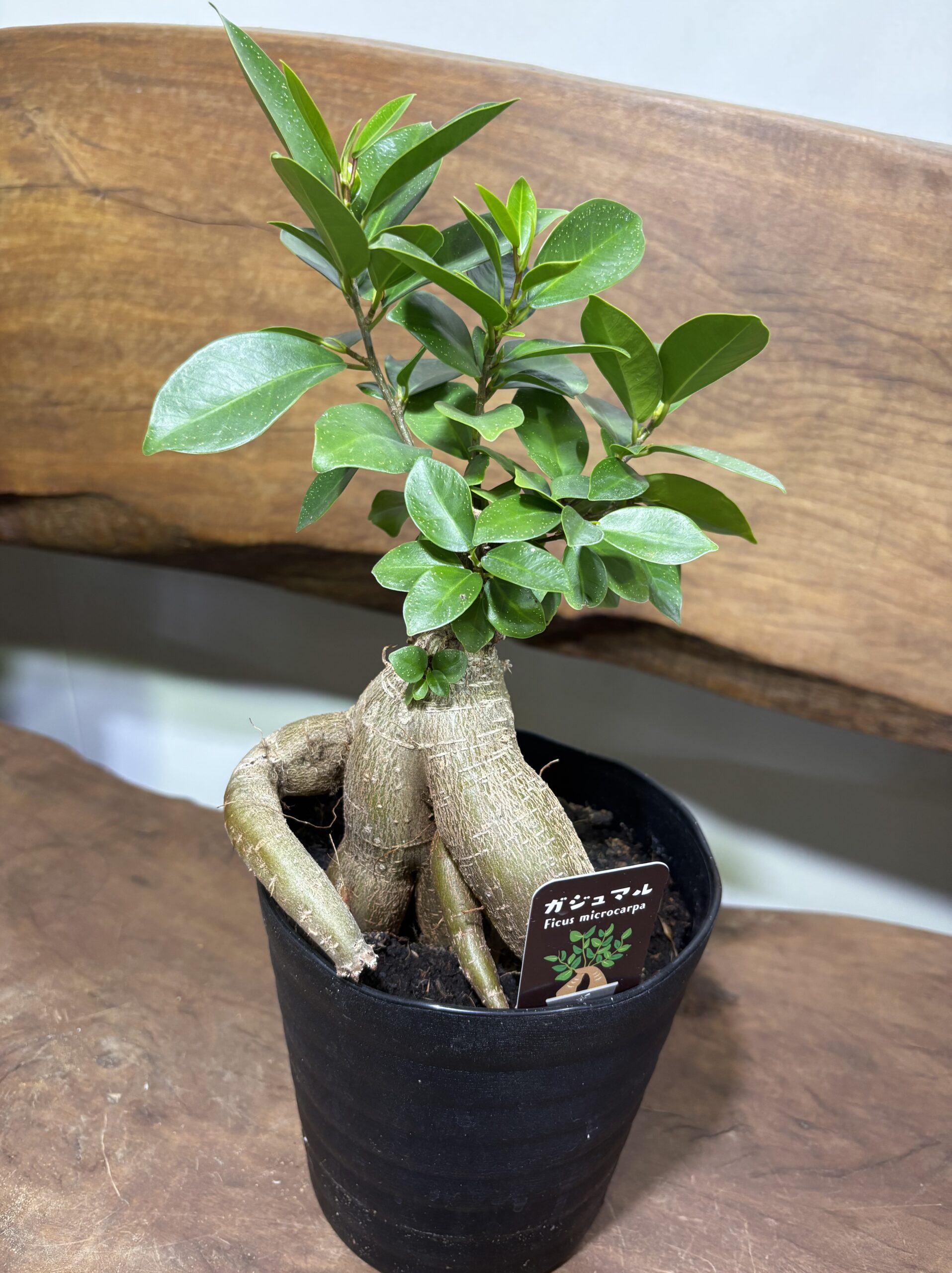 ガジュマル - 画像 (4)