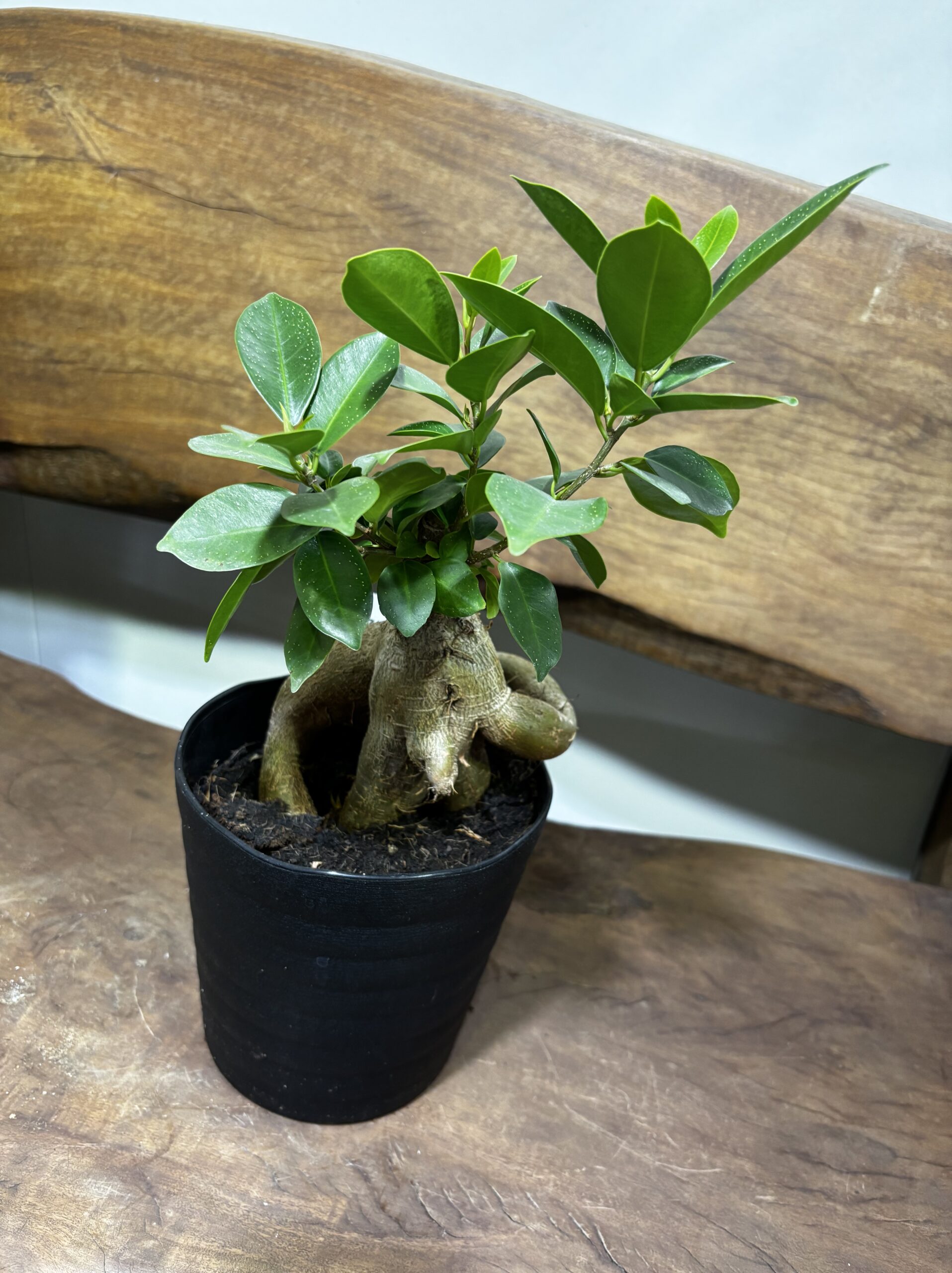 ガジュマル - 画像 (6)