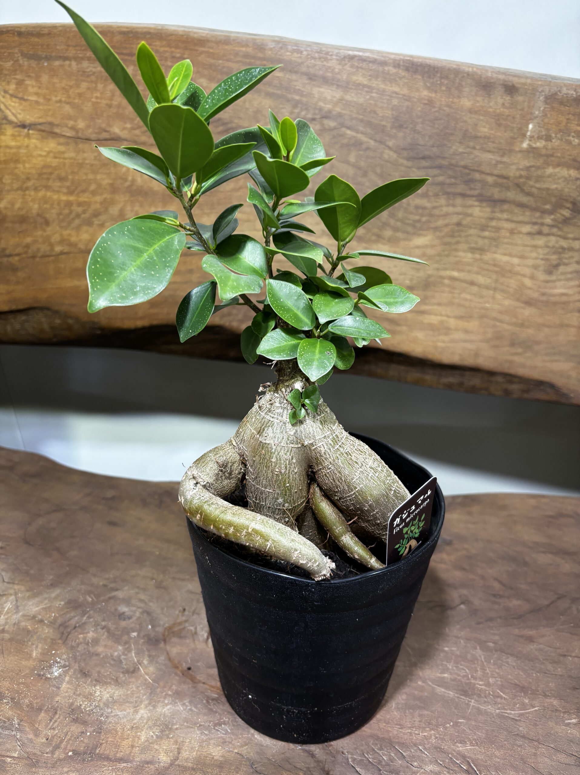 ガジュマル - 画像 (7)