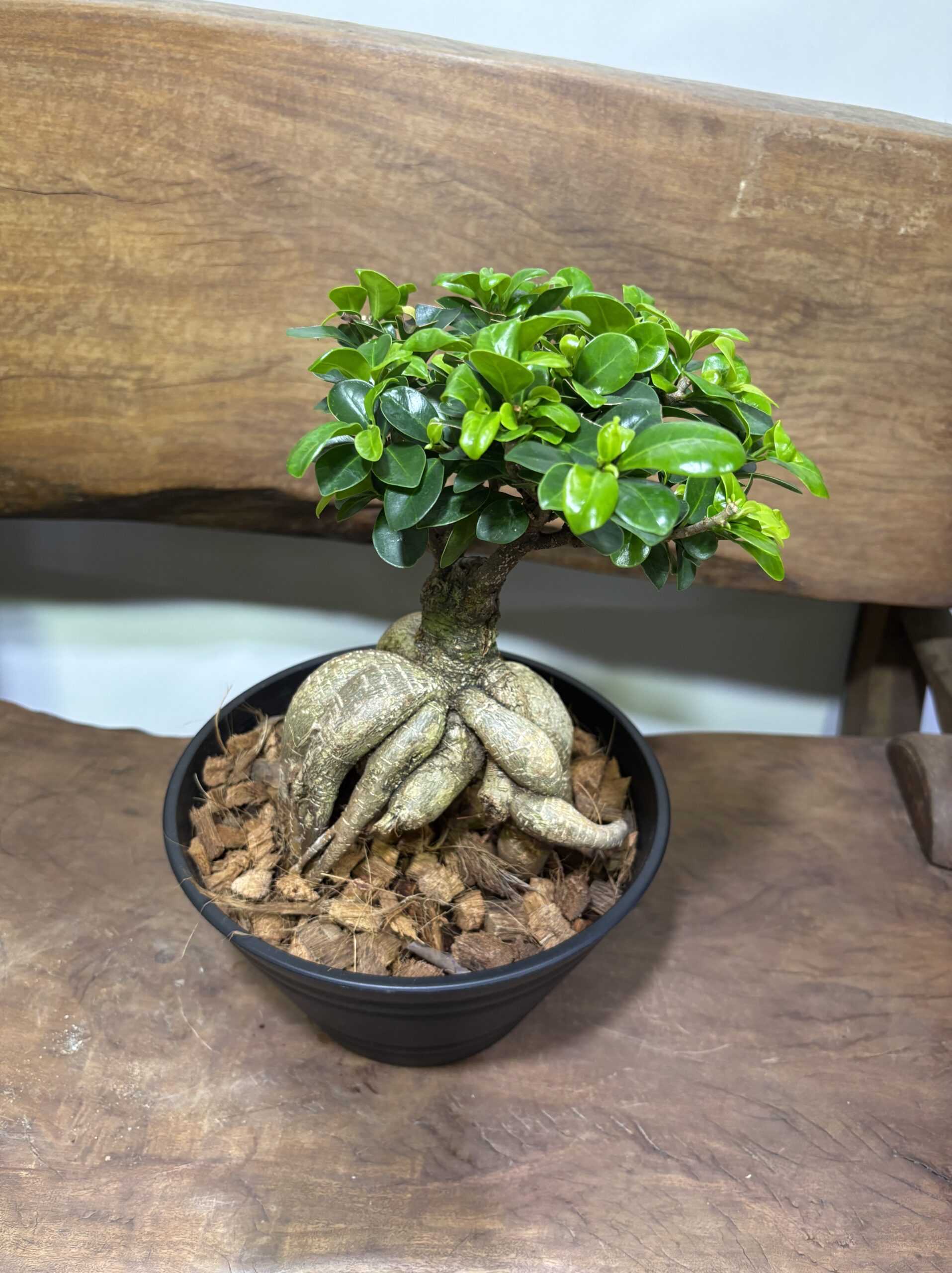 ガジュマル - 画像 (9)