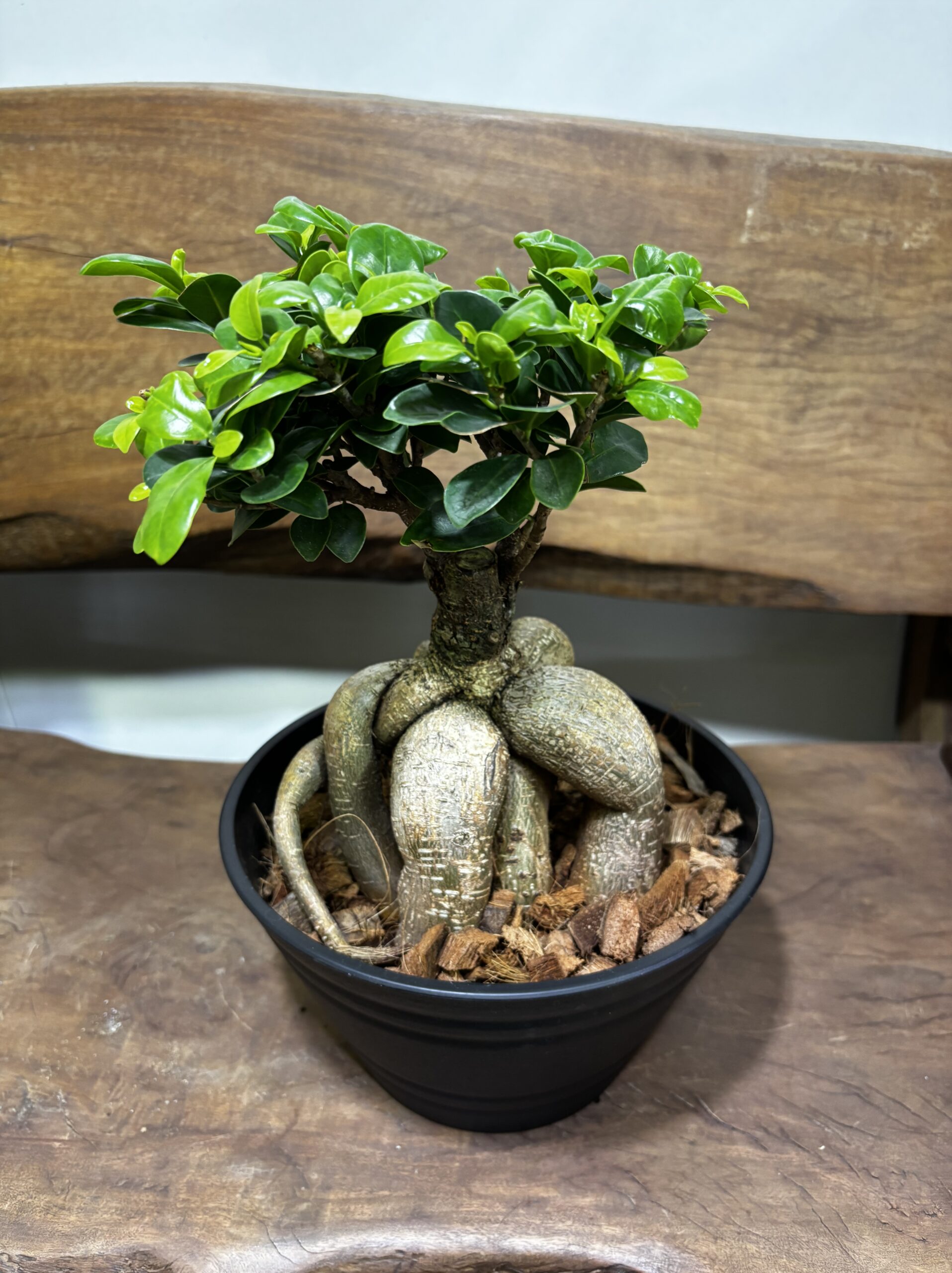 ガジュマル - 画像 (10)