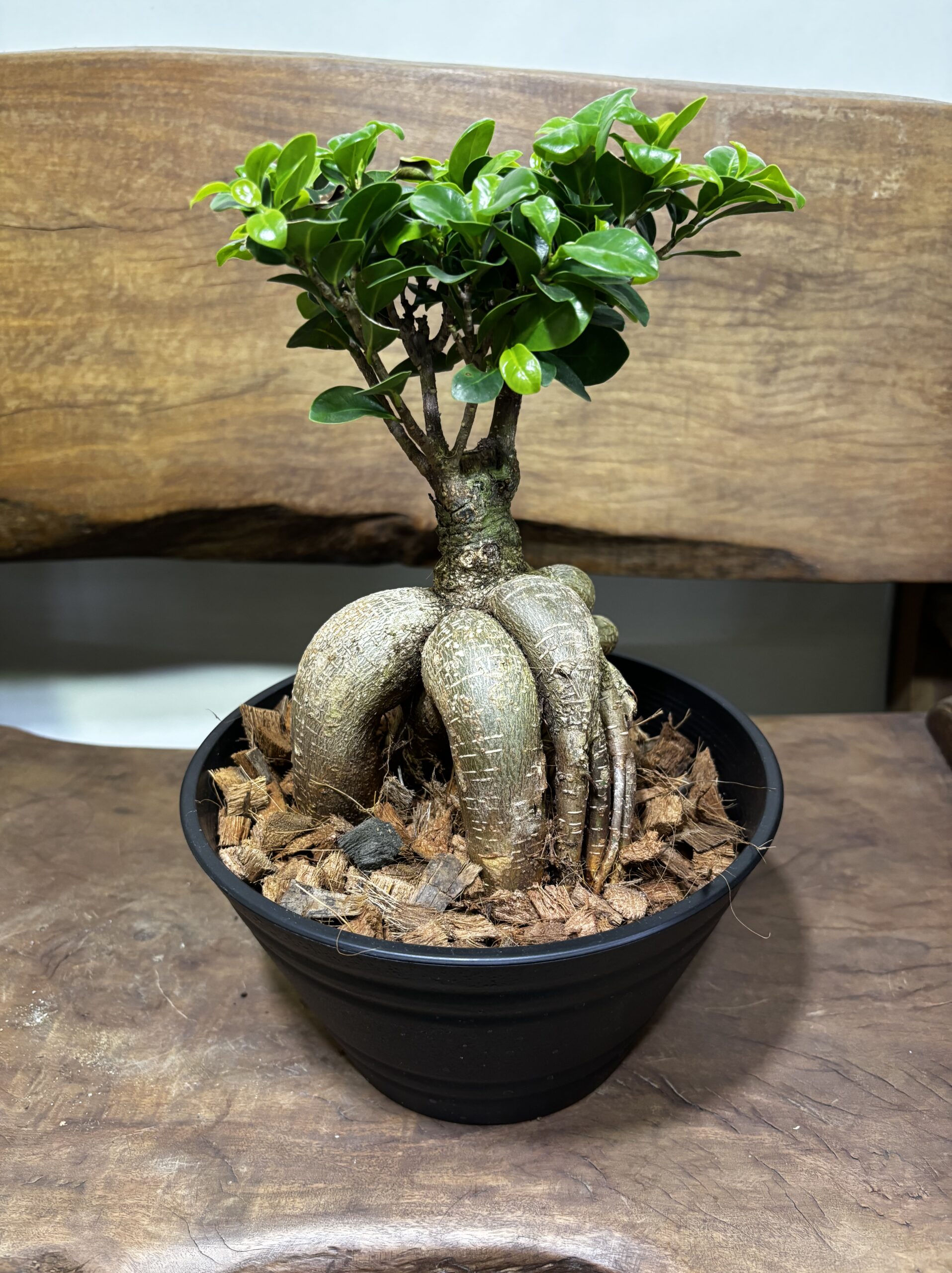 ガジュマル - 画像 (11)