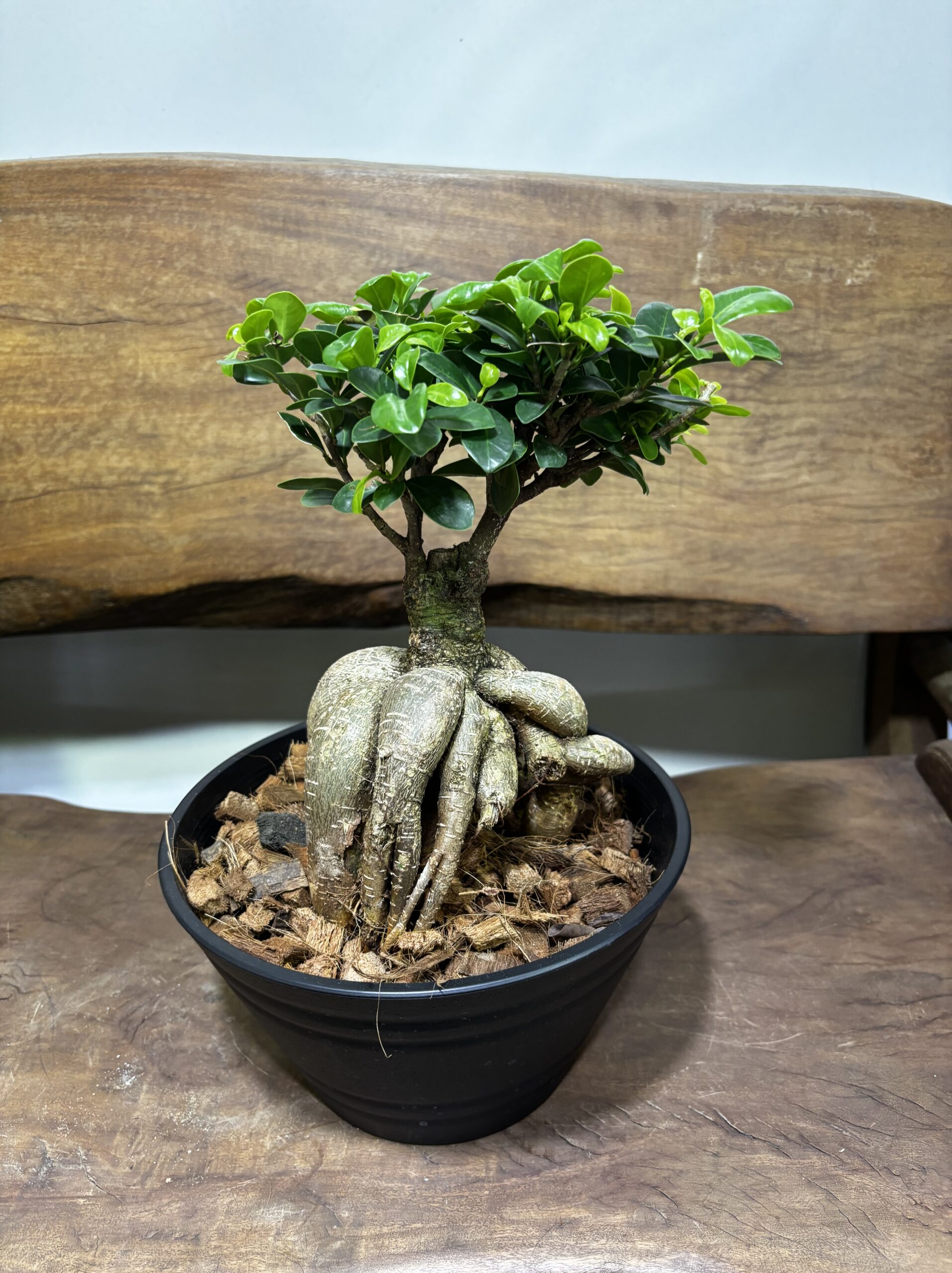 ガジュマル - 画像 (12)