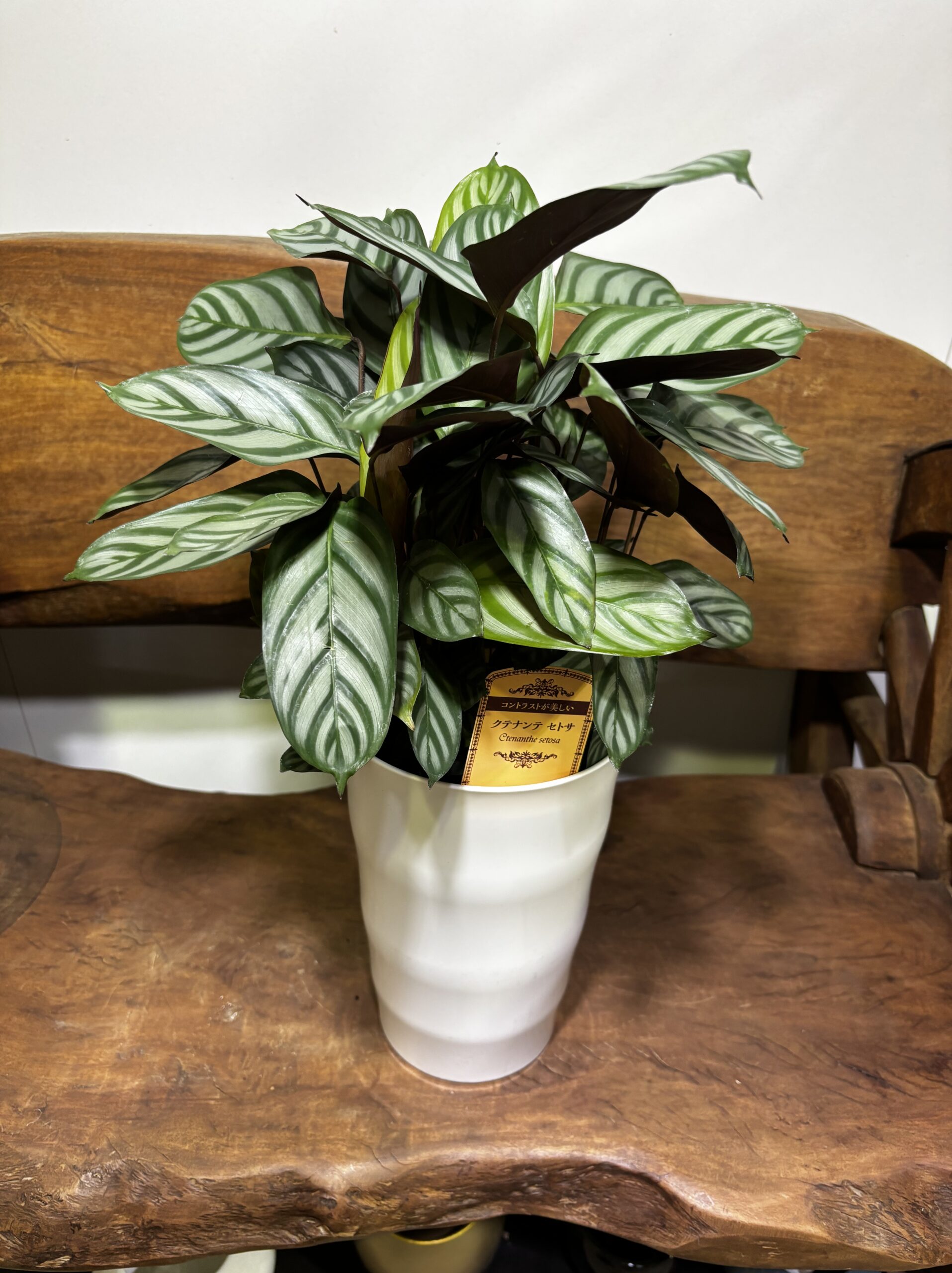 クテナンテ・セトサ　6号 - 画像 (2)