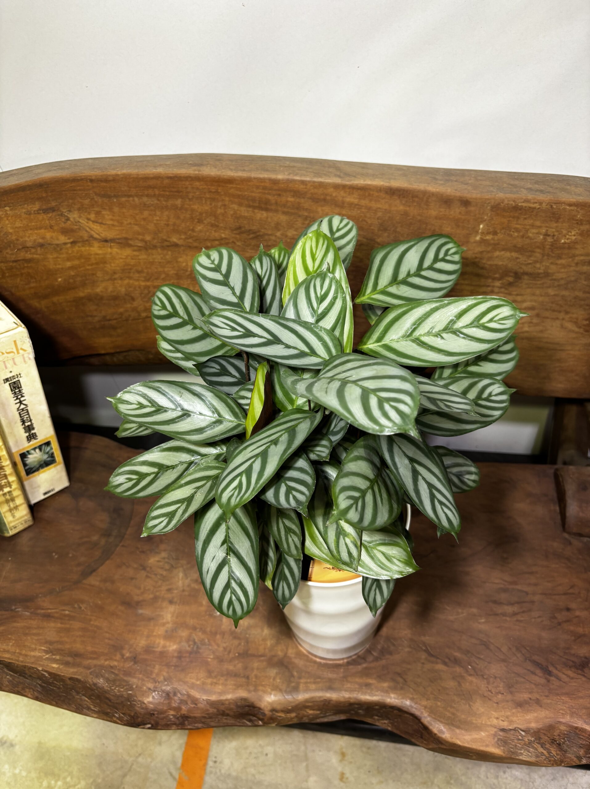 クテナンテ・セトサ　6号 - 画像 (3)