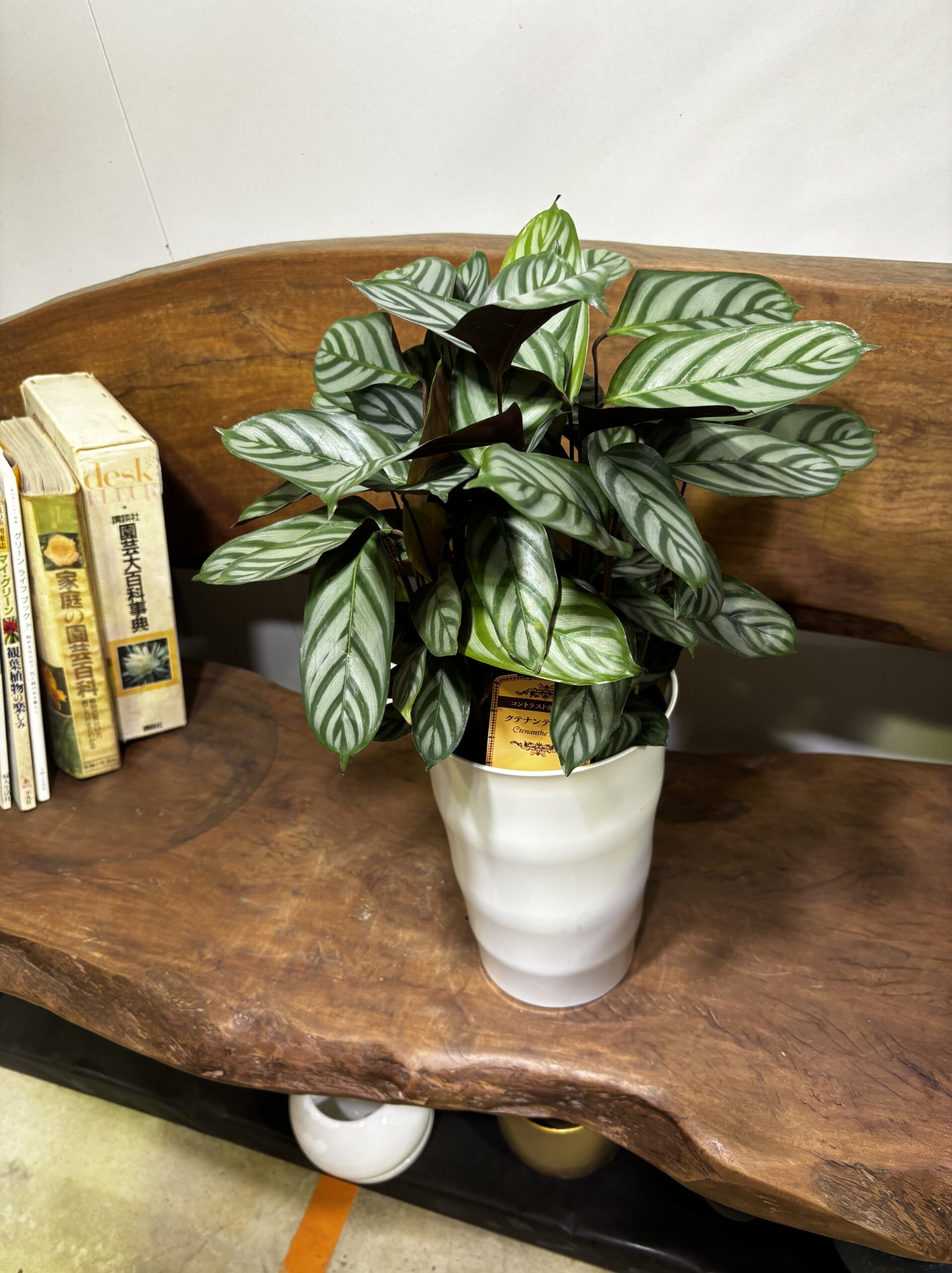 クテナンテ・セトサ 6号