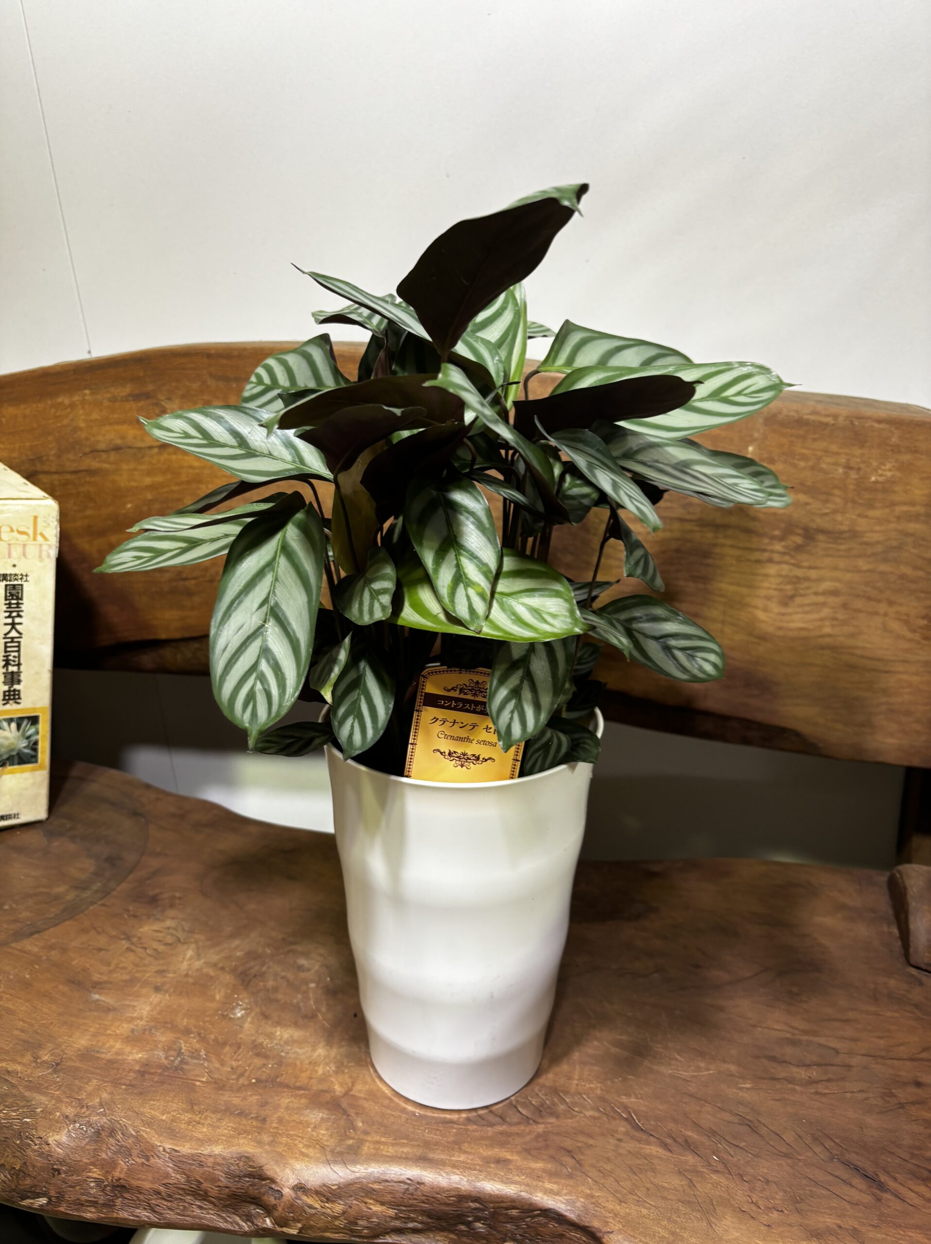 クテナンテ・セトサ　6号 - 画像 (5)