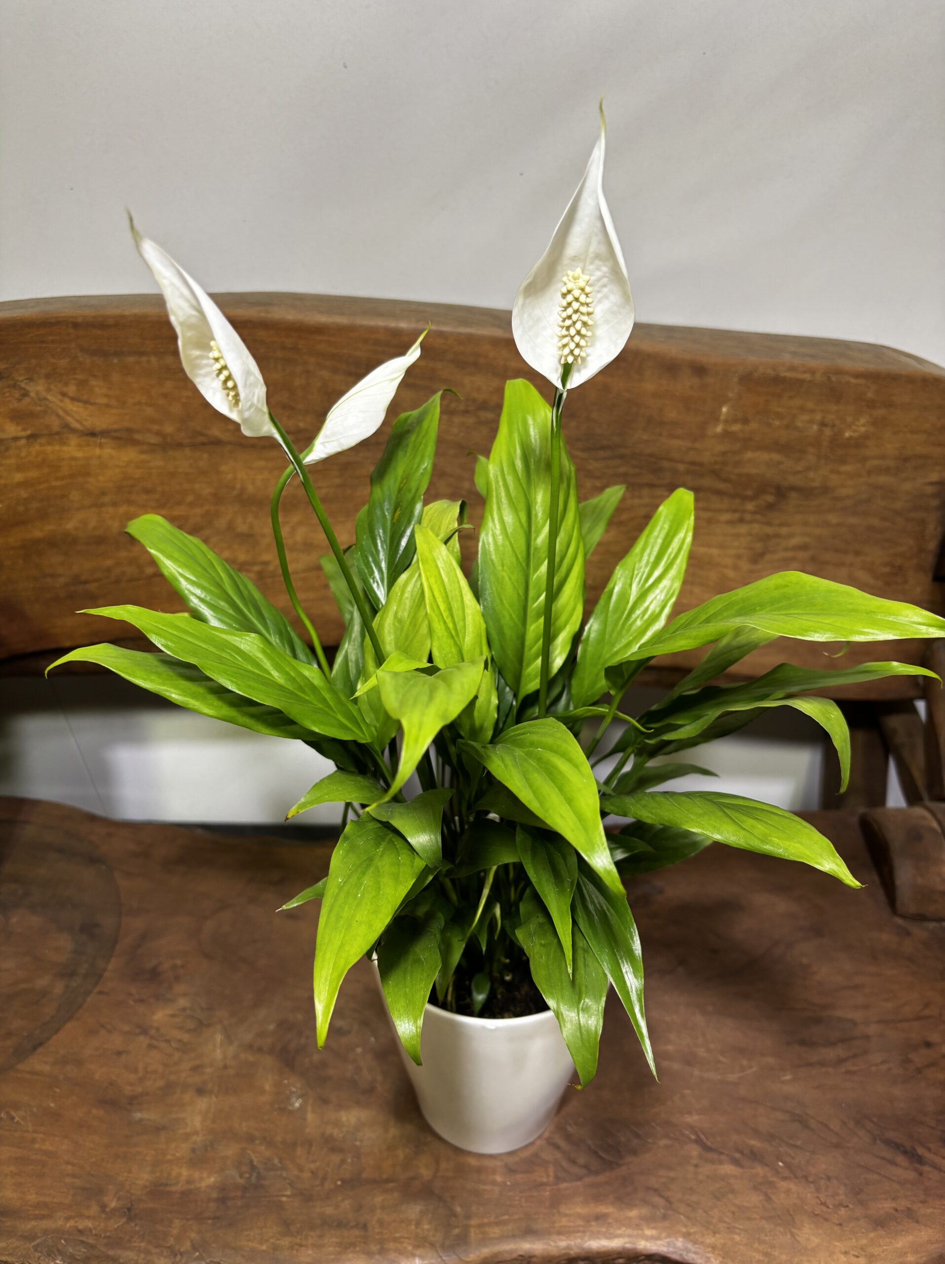 スパッティフィラム・ミニメリー 5号