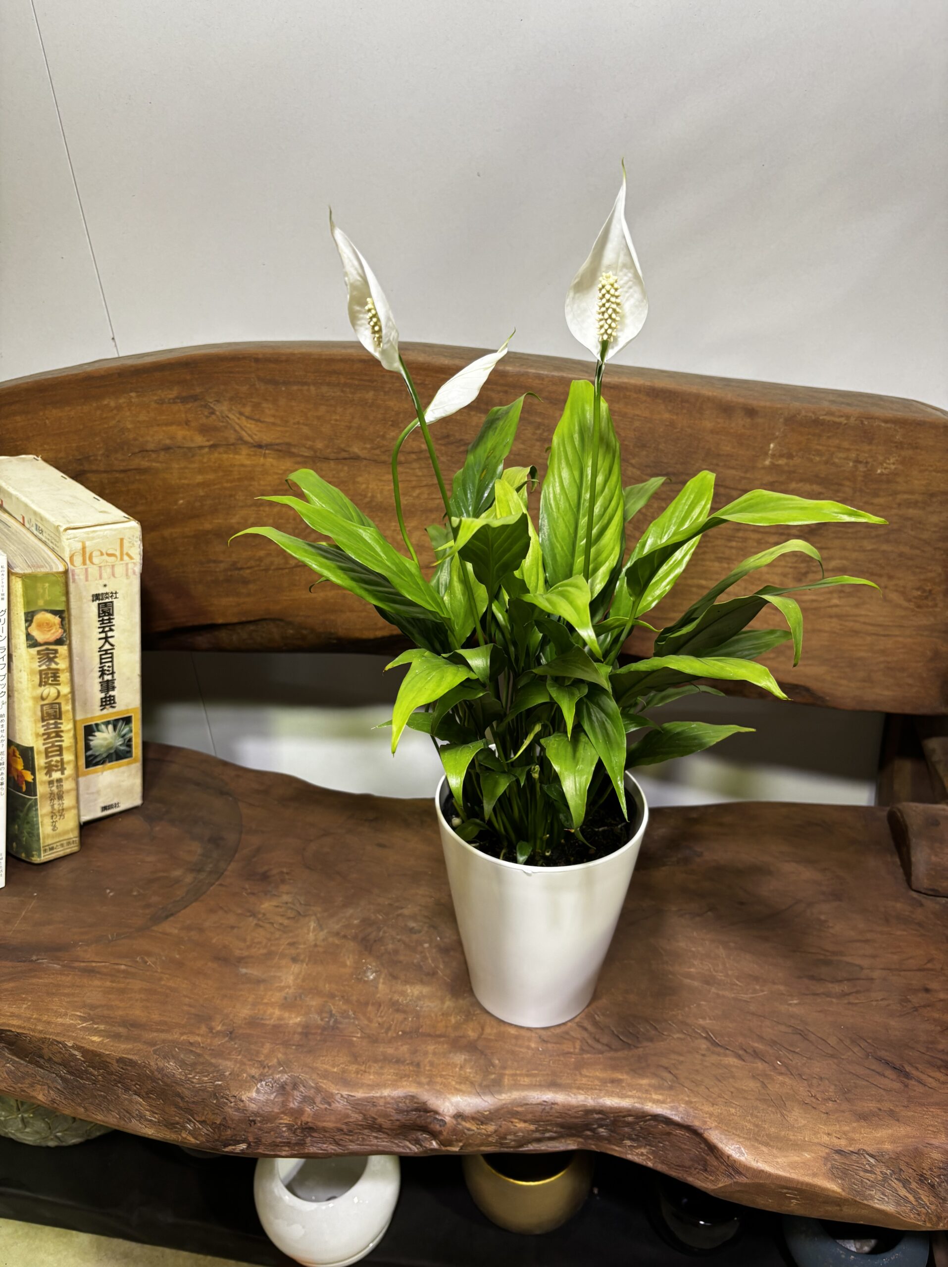 スパッティフィラム・ミニメリー　5号 - 画像 (2)