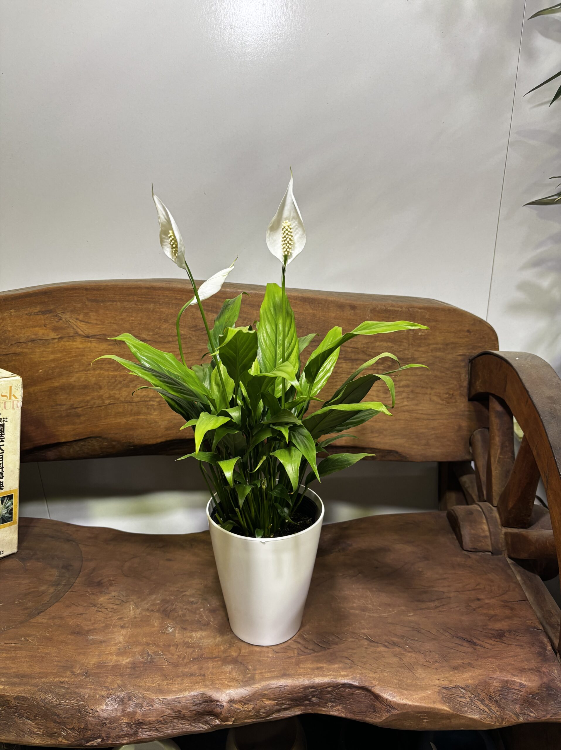 スパッティフィラム・ミニメリー　5号 - 画像 (3)