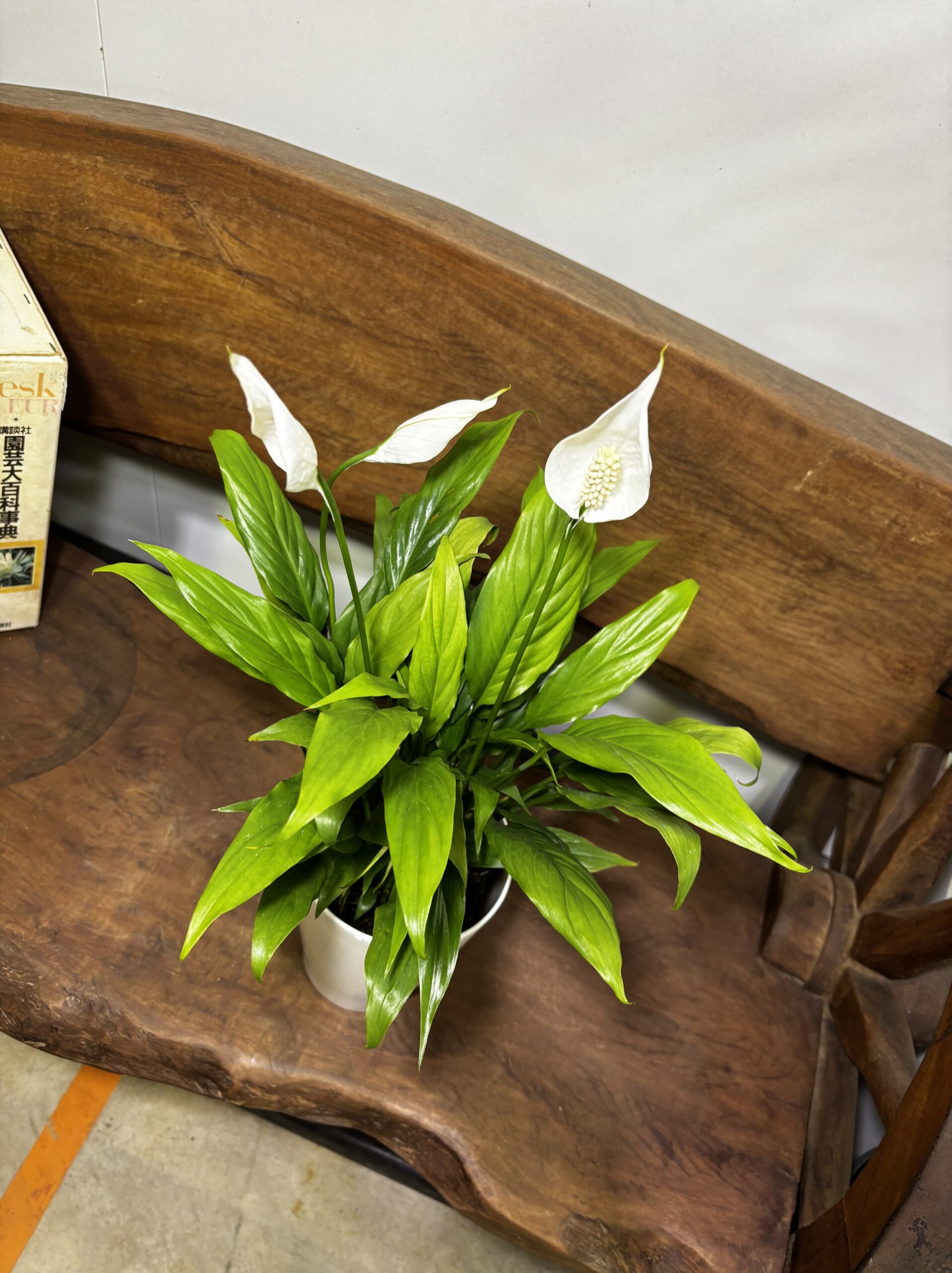 スパッティフィラム・ミニメリー　5号 - 画像 (4)