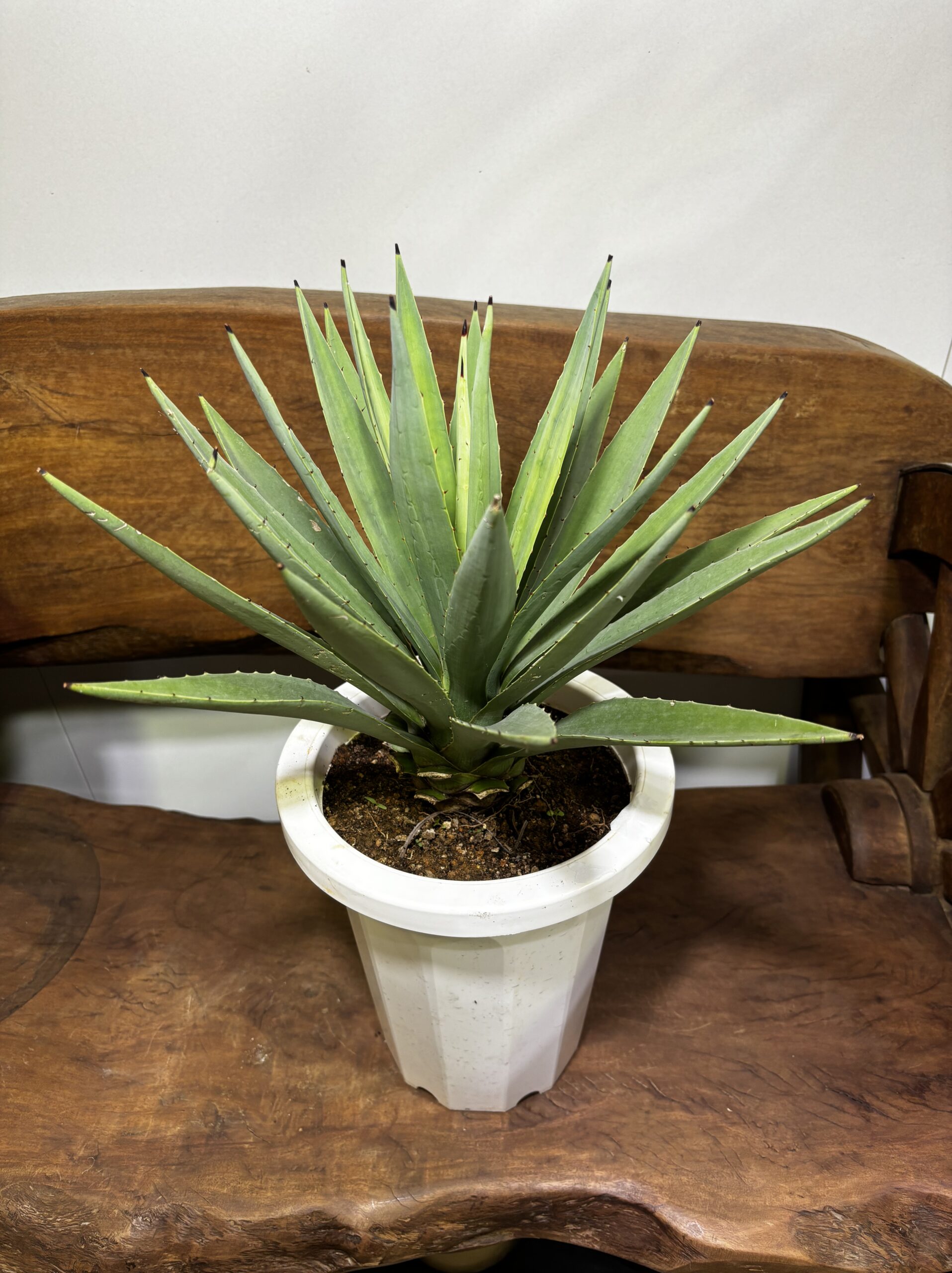 アガベ・ハクセンコウ 7号