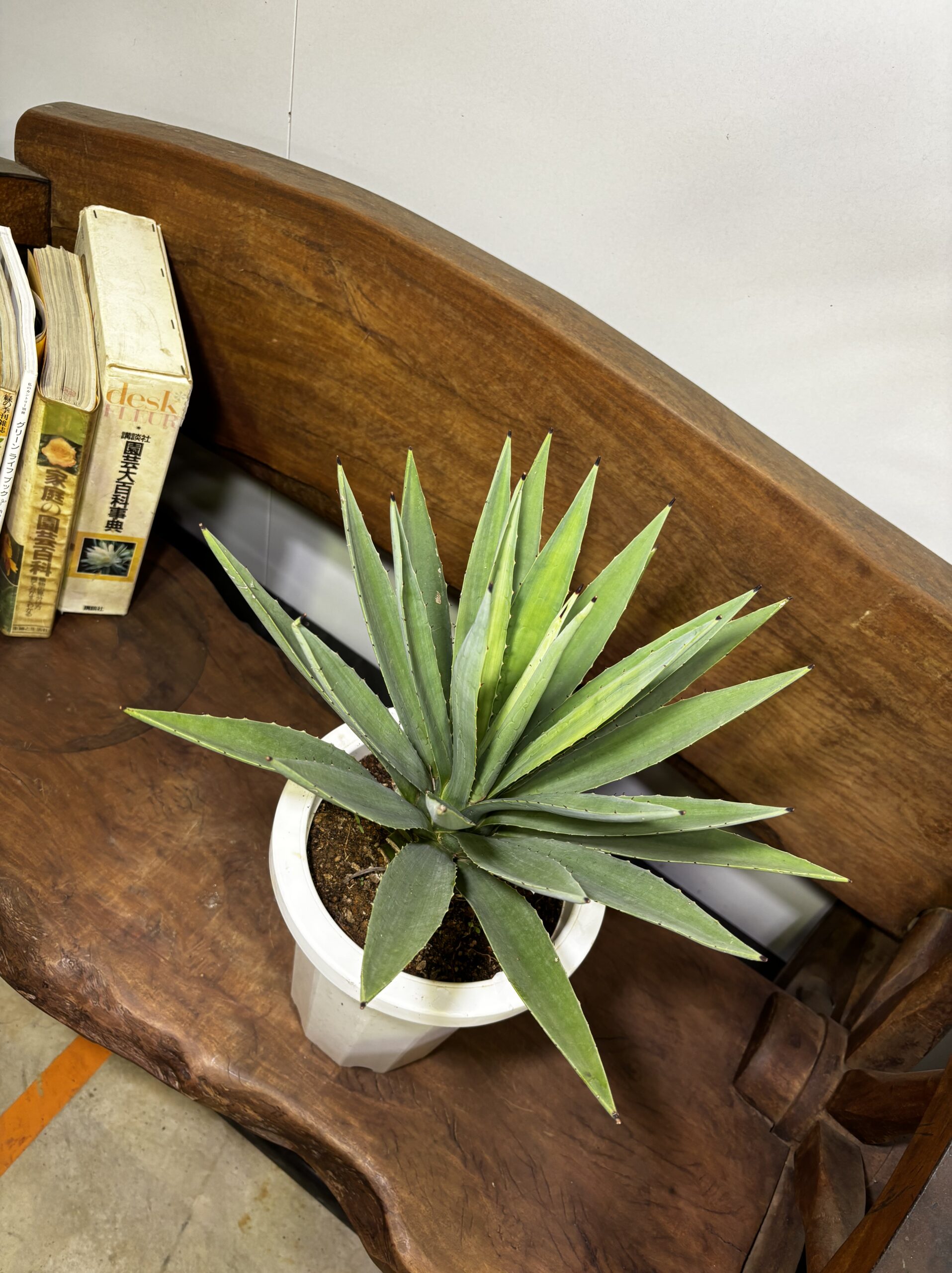 アガベ・ハクセンコウ　7号 - 画像 (2)