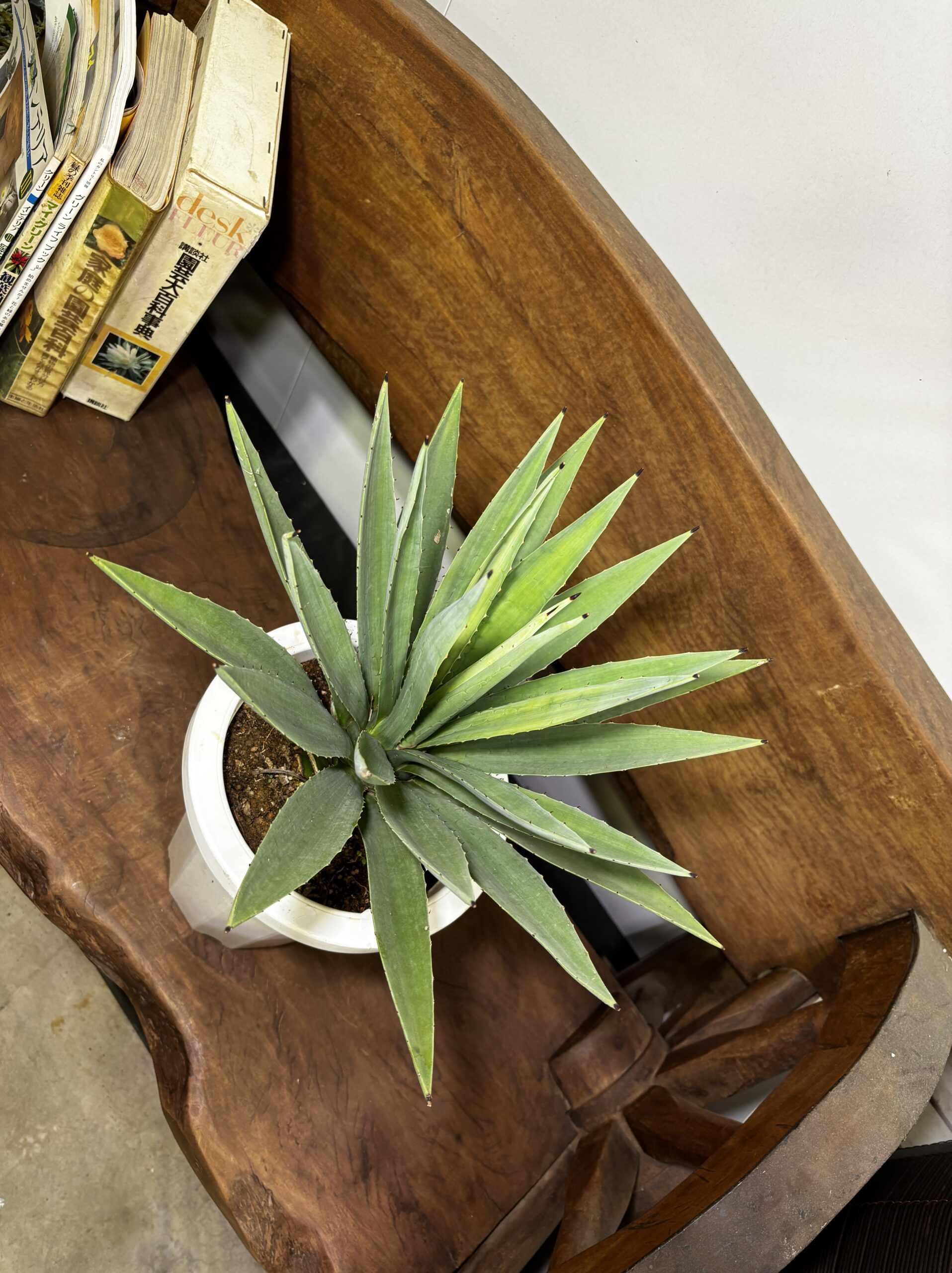 アガベ・ハクセンコウ　7号 - 画像 (3)