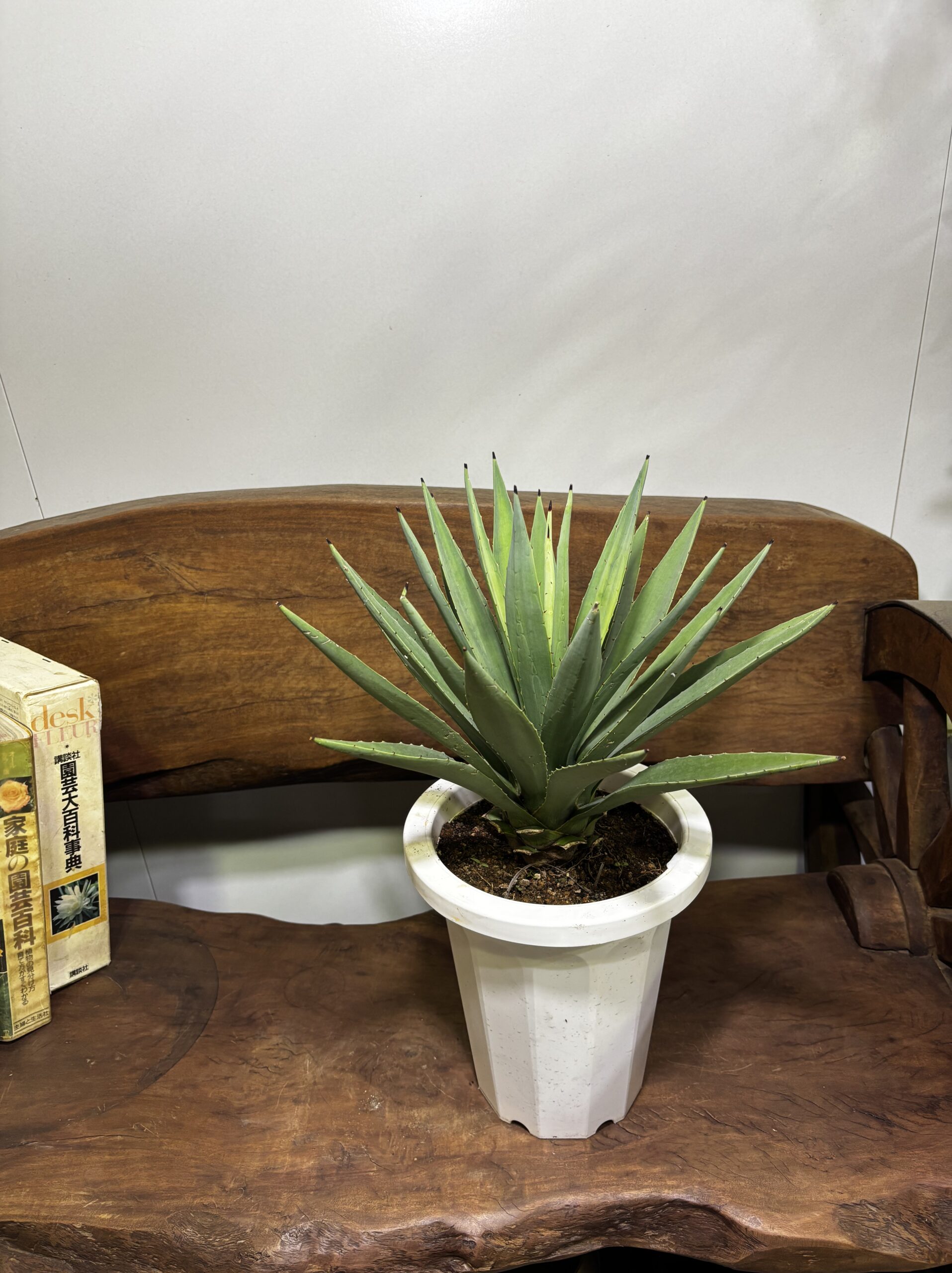 アガベ・ハクセンコウ　7号 - 画像 (4)