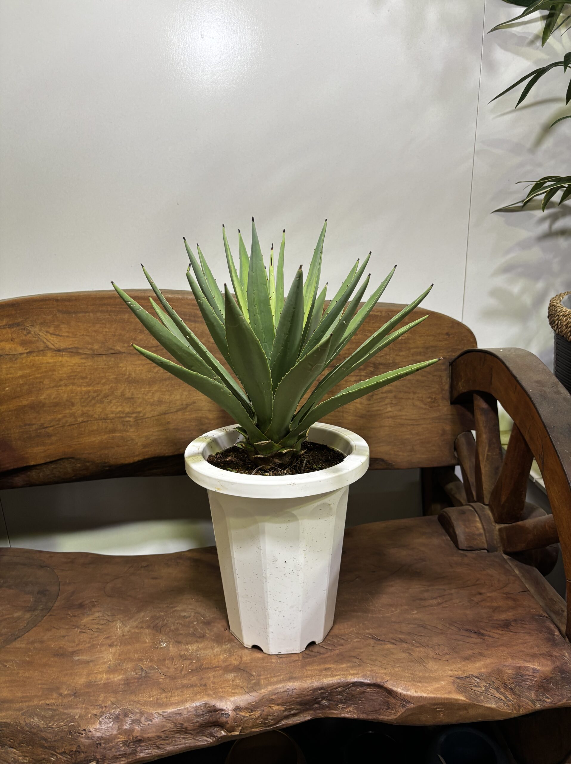 アガベ・ハクセンコウ　7号 - 画像 (5)