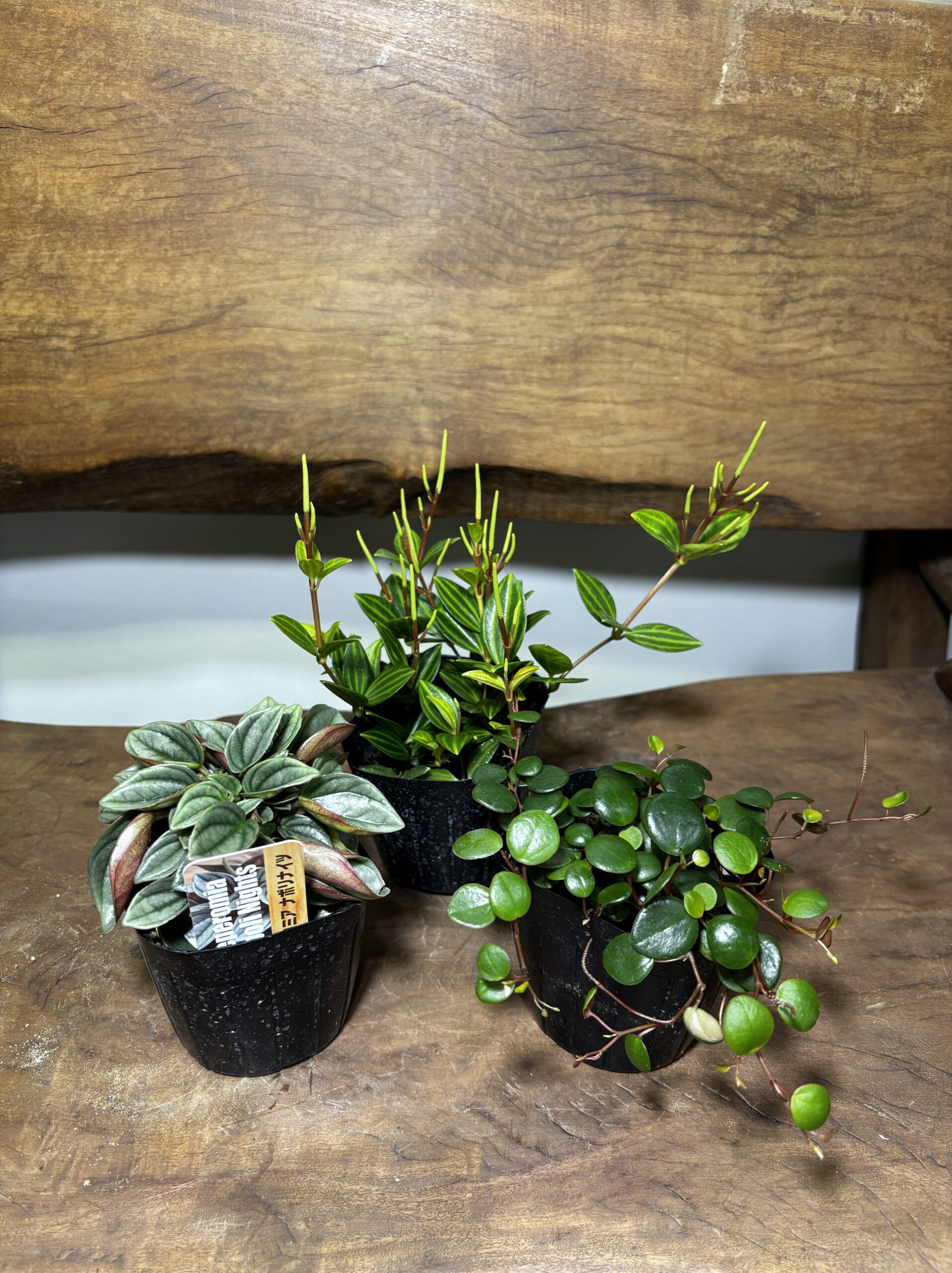 ペペロミア MIX 3号 3種セット