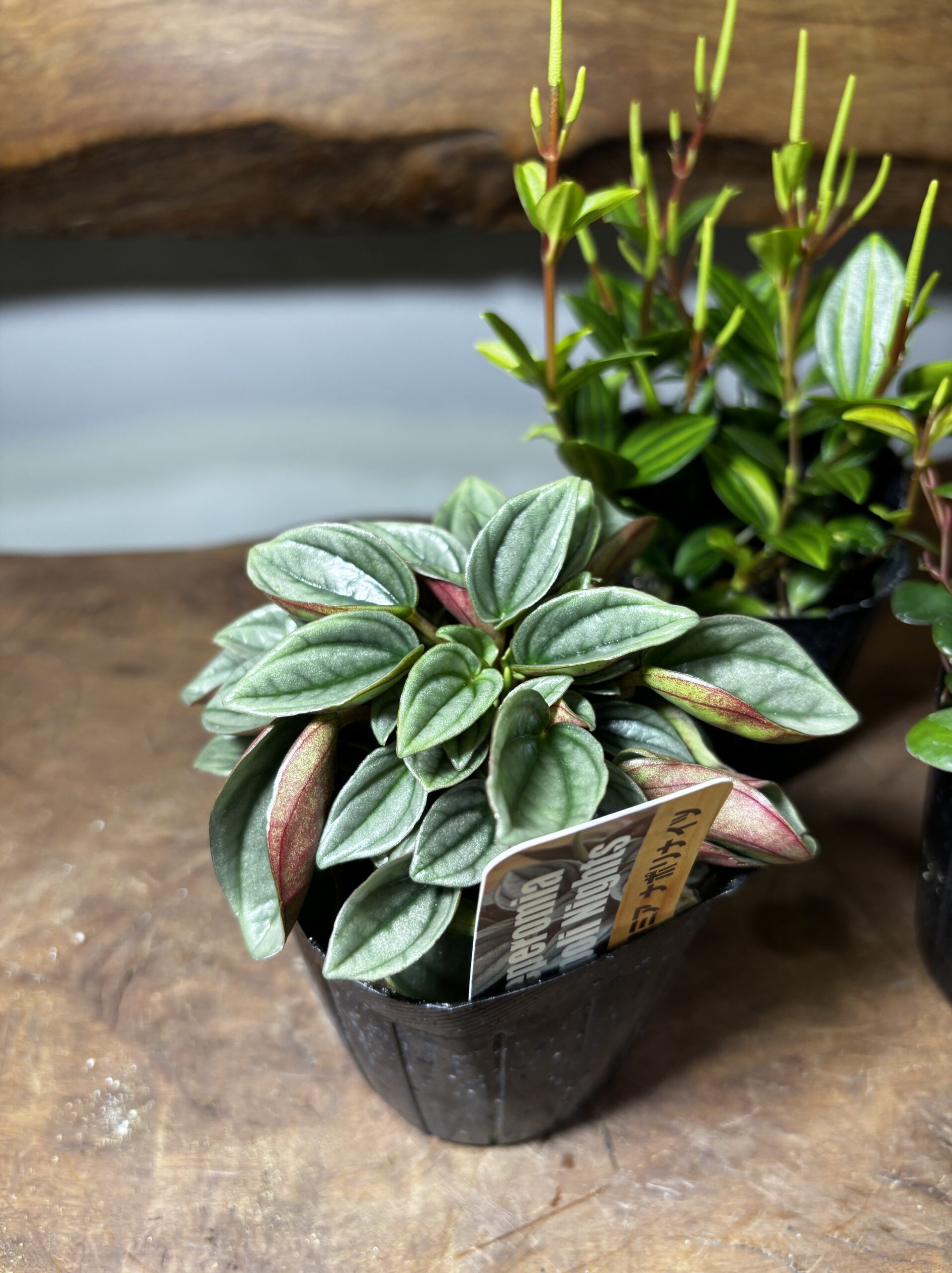 ペペロミア MIX 3号 3種セット - 画像 (3)