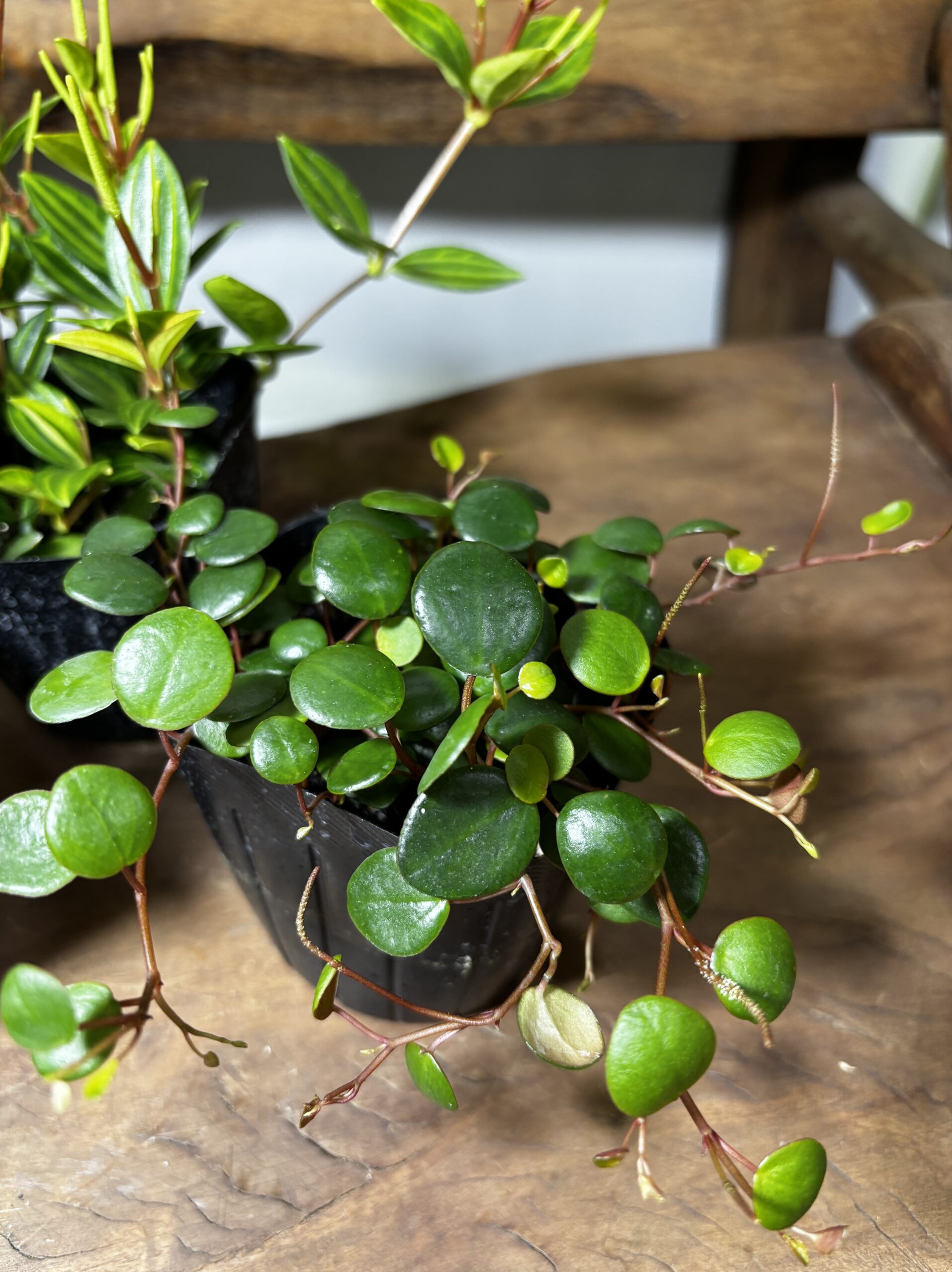 ペペロミア MIX 3号 3種セット - 画像 (5)